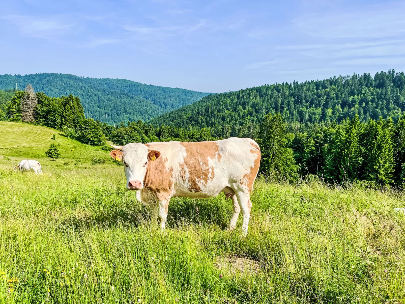 Tannenblick-Buiten