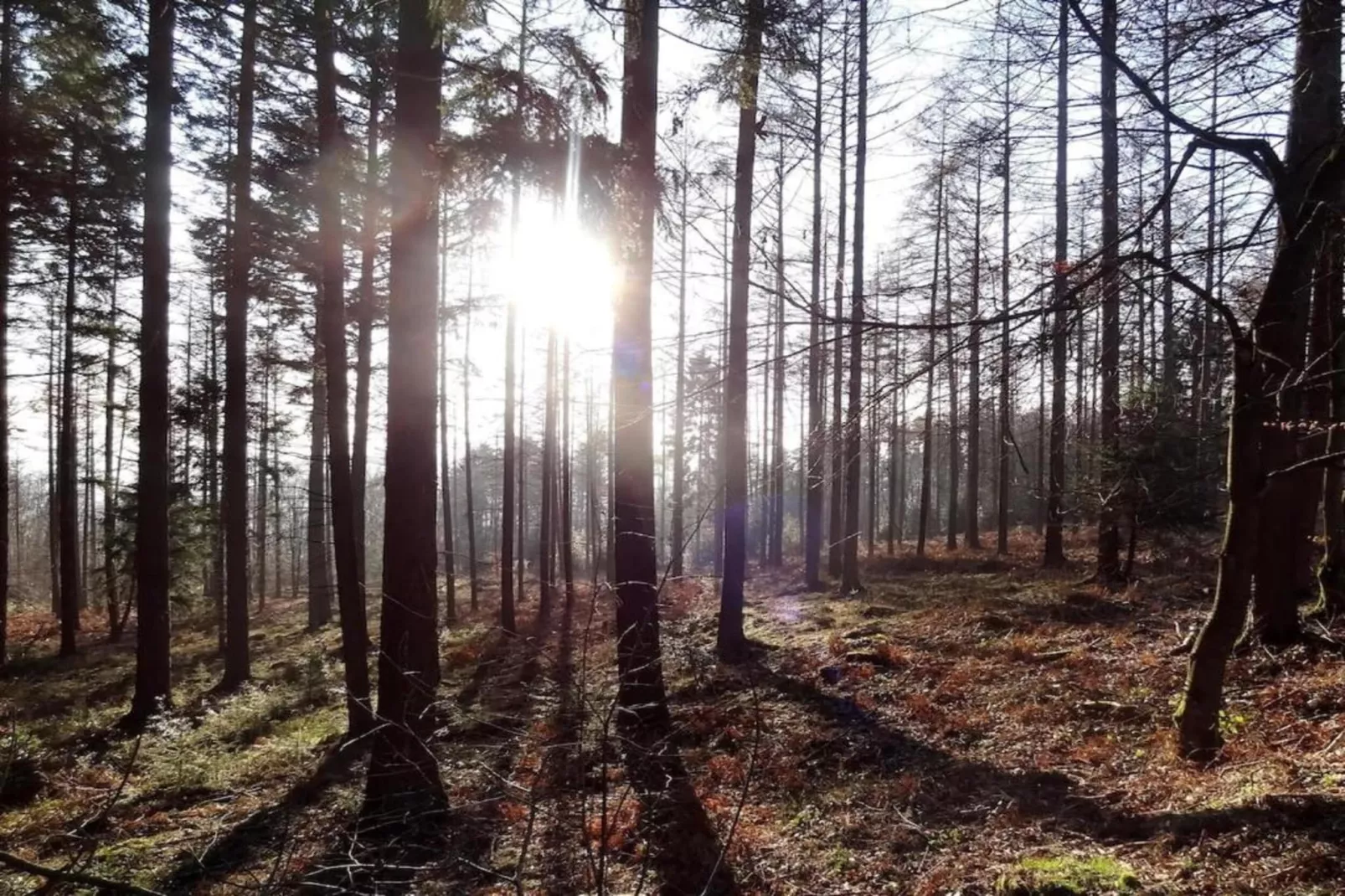 La lavande-Gebieden zomer 20km
