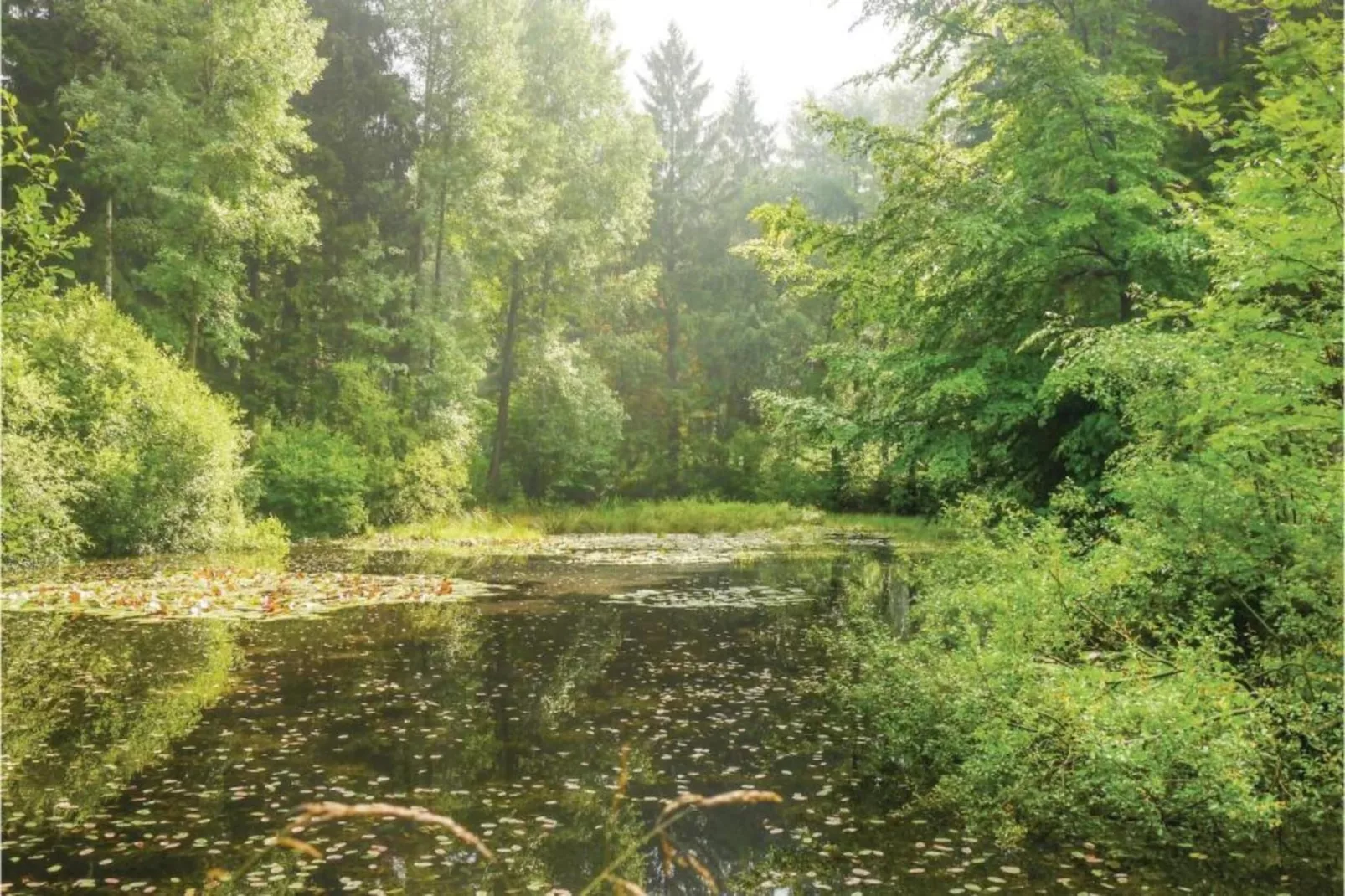 Im Teutoburger Wald-Gebieden zomer 5km