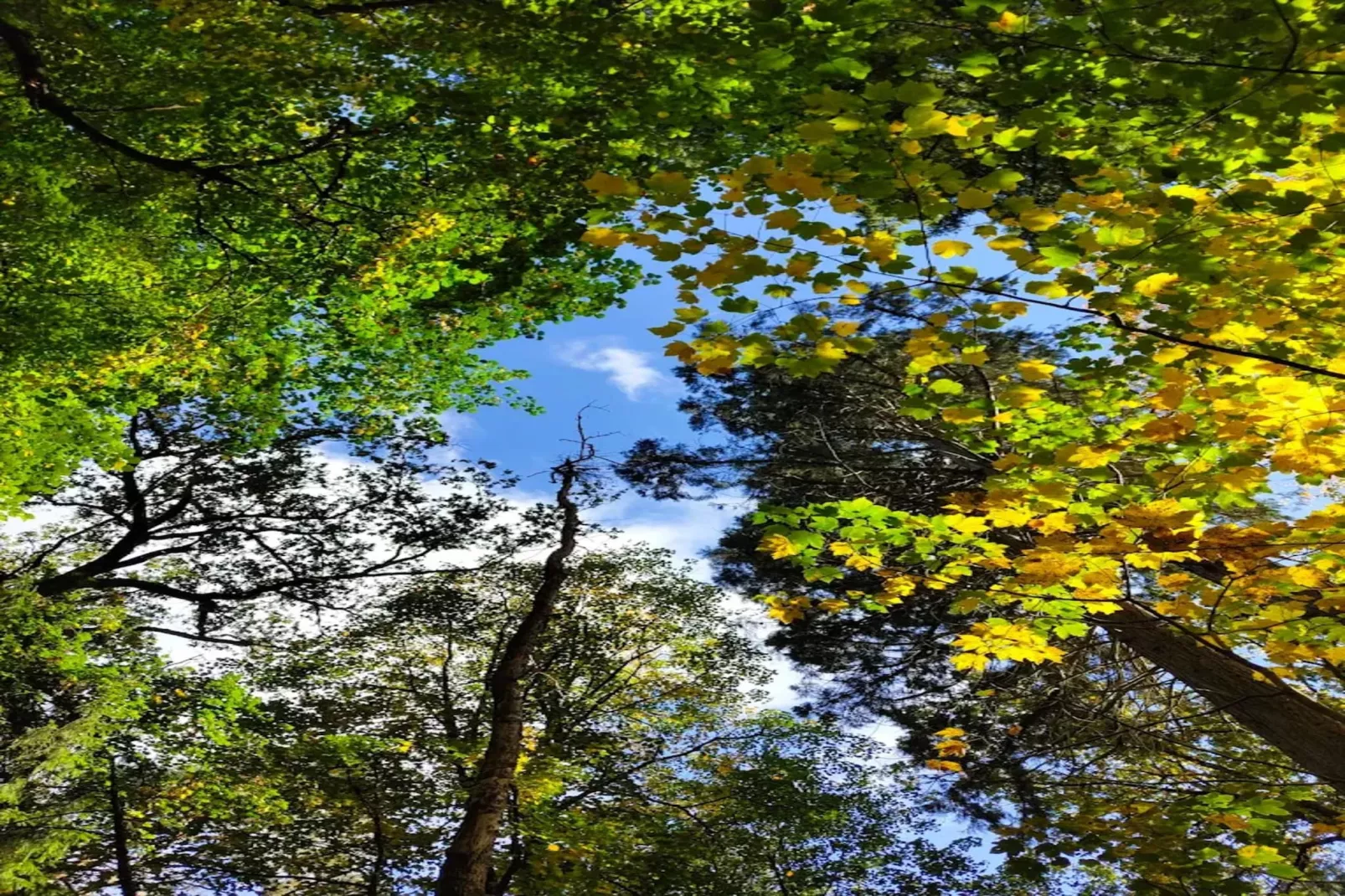 Chalet - 2 Personen-Gebieden zomer 5km