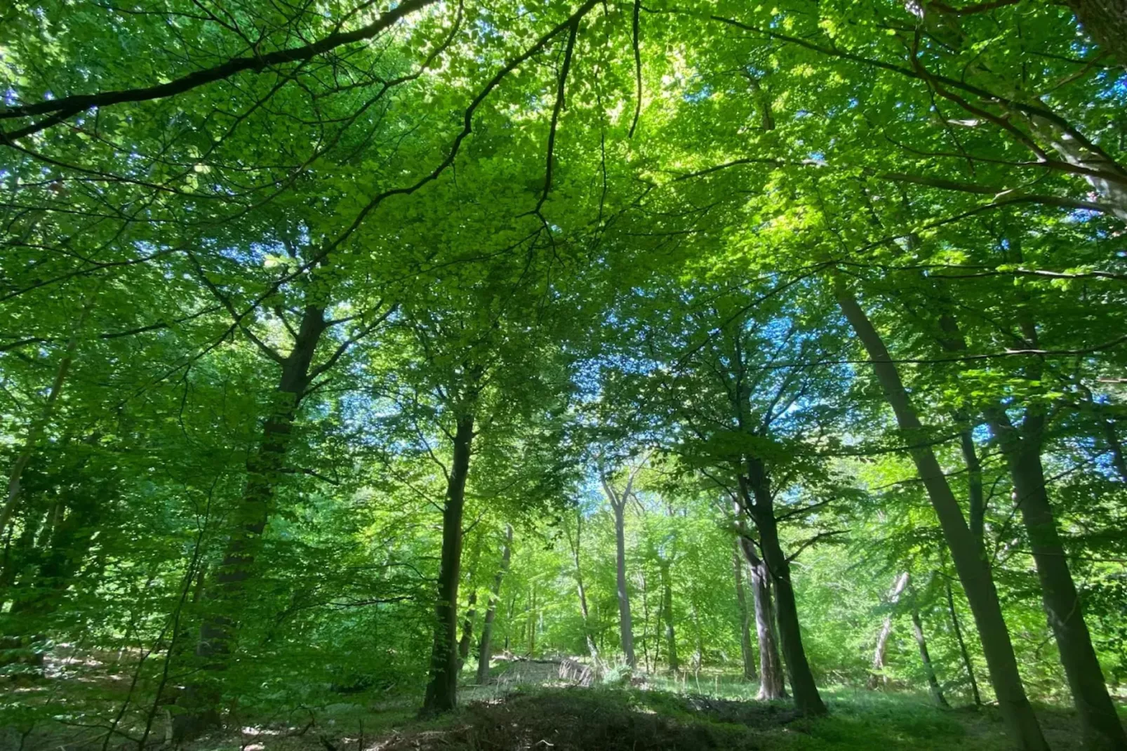 Schilfrohrsänger 51-Gebieden zomer 5km