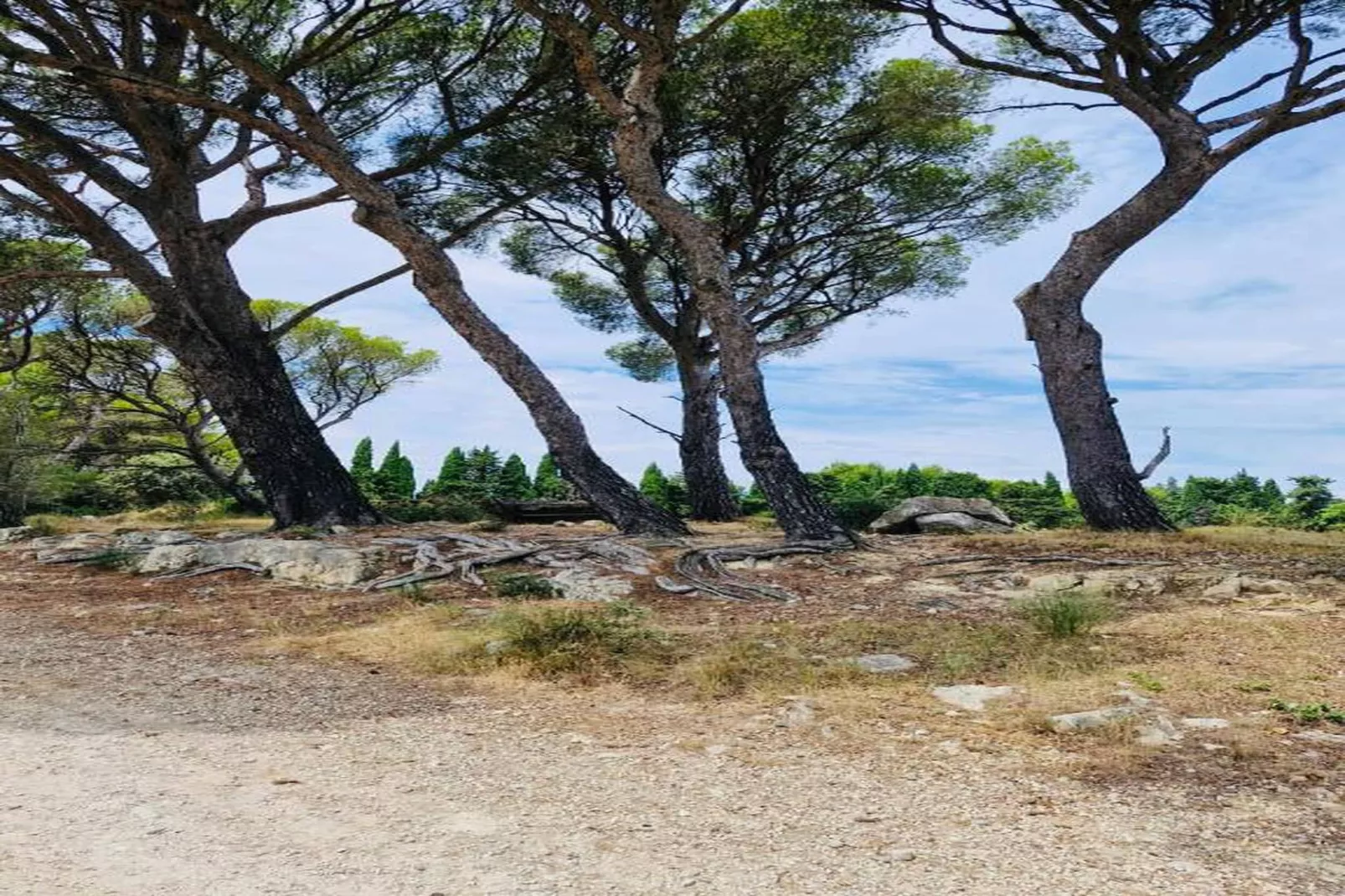 Résidence Le Mas des Alpilles 2-Gebieden zomer 20km