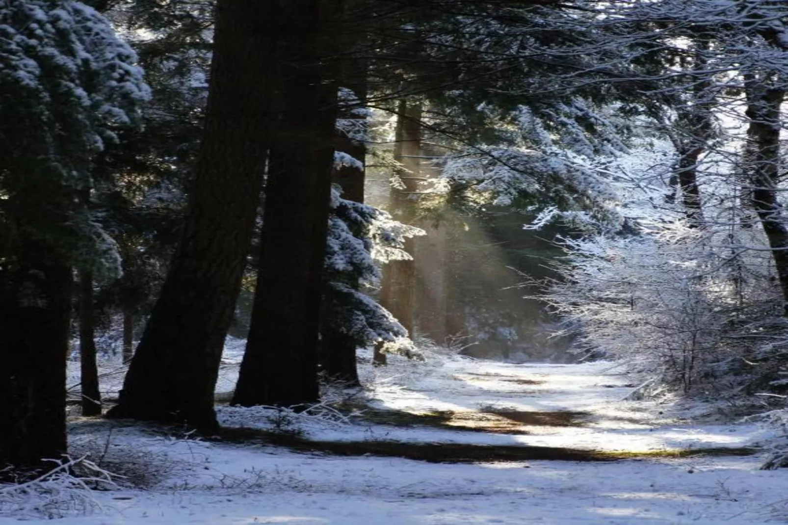 Residence de Eese 15-Gebied winter 20km