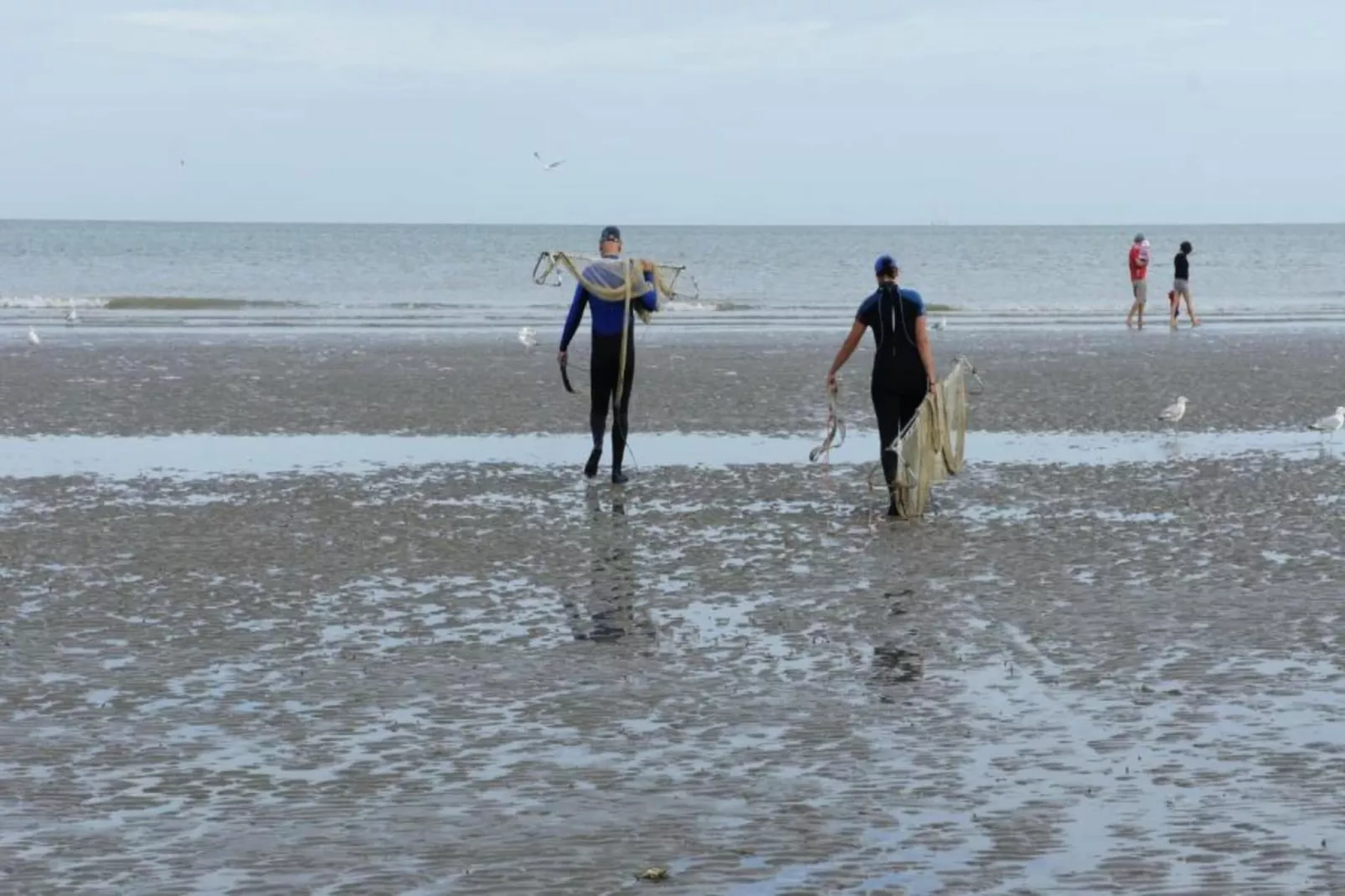 Campanula gv03g-Gebieden zomer 1km