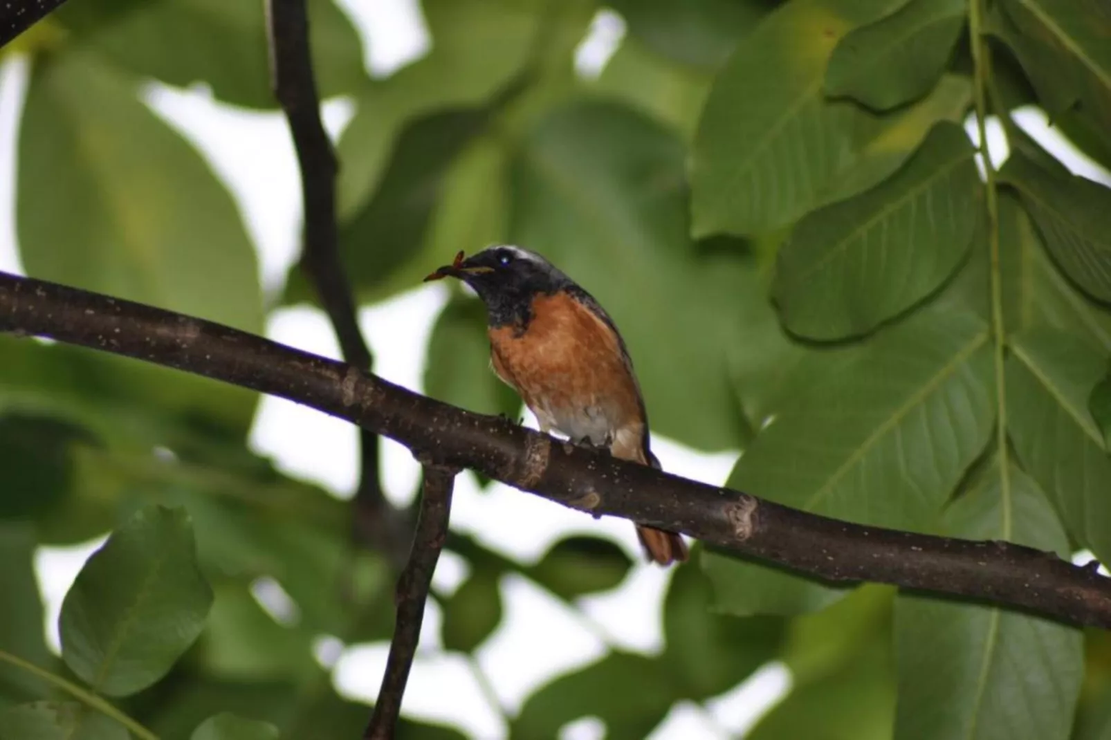 SPINNAKER I 0205PARK-Gebieden zomer 20km