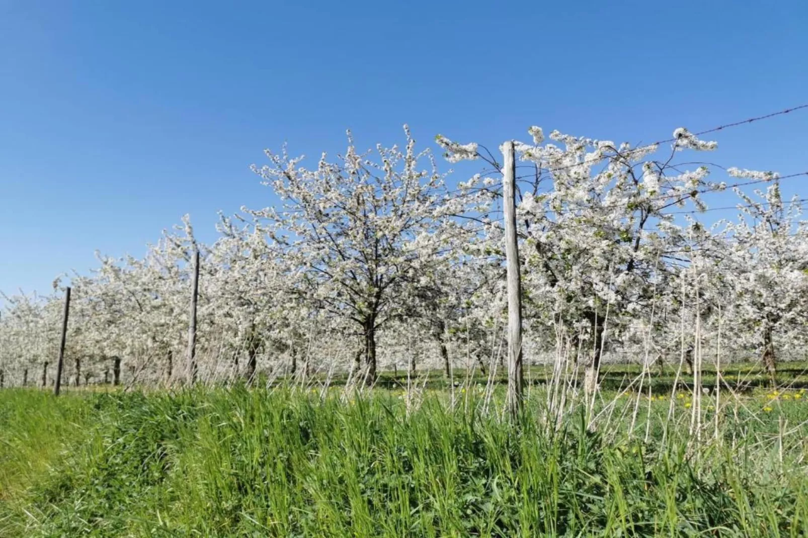 Resort Maastricht 41-Gebieden zomer 20km