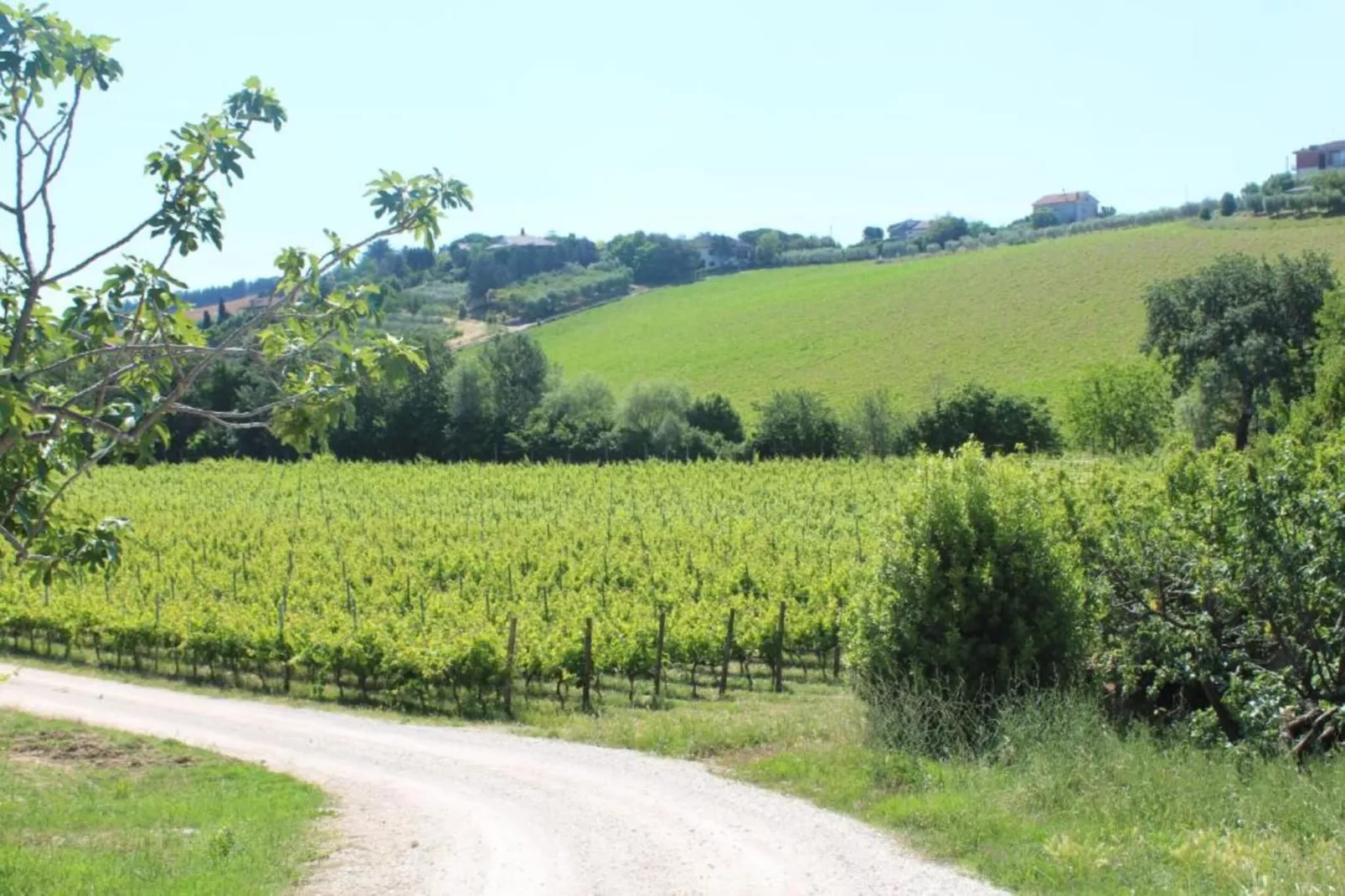 Olio-Gebieden zomer 20km