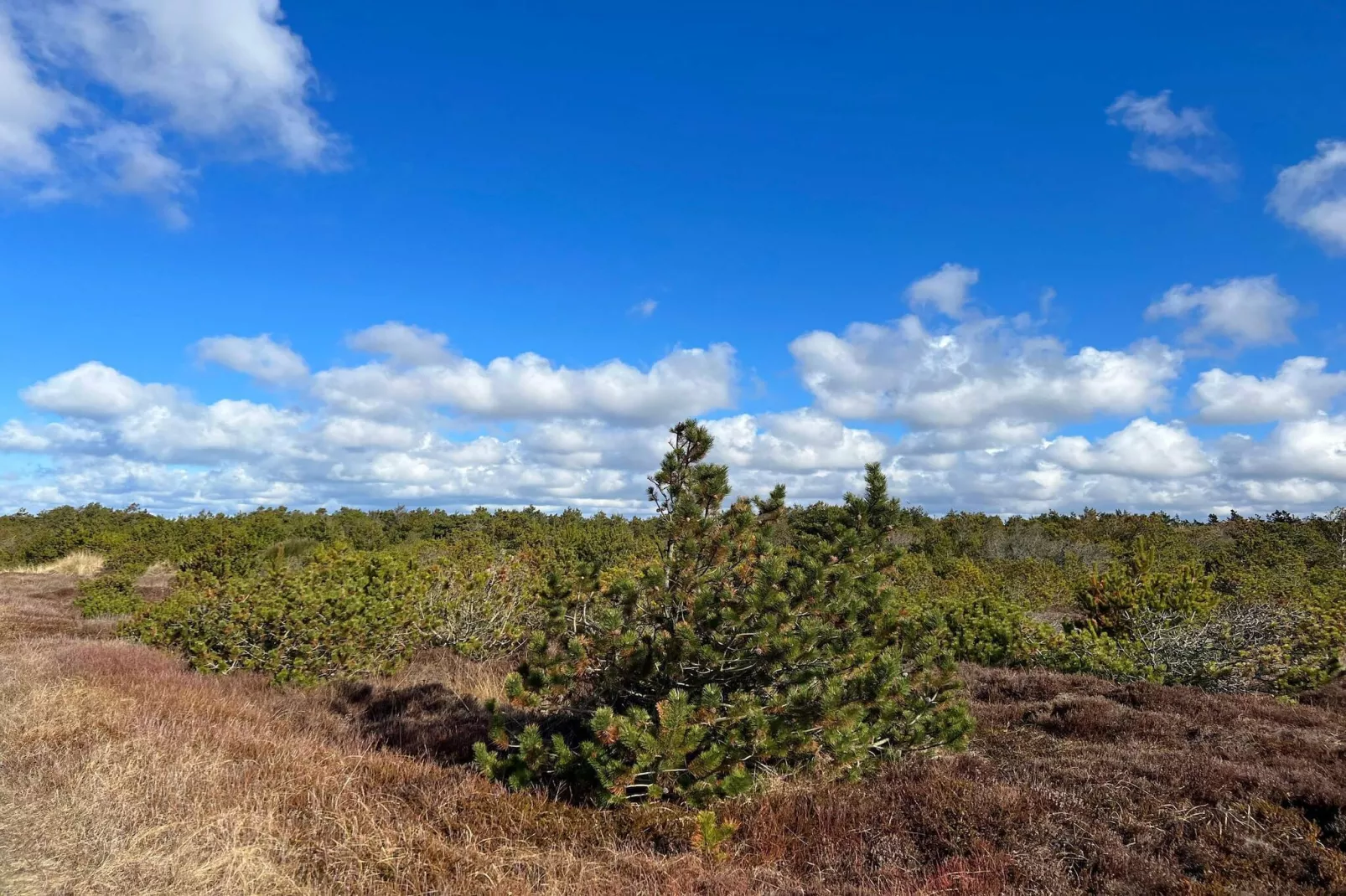 14 persoons vakantie huis in Ulfborg