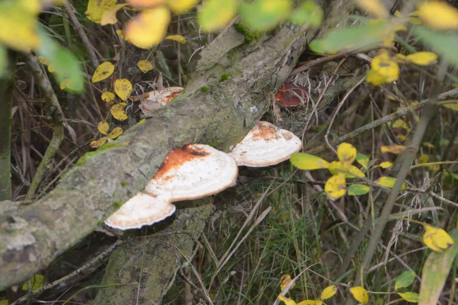 6 persoons vakantie huis in Bredebro