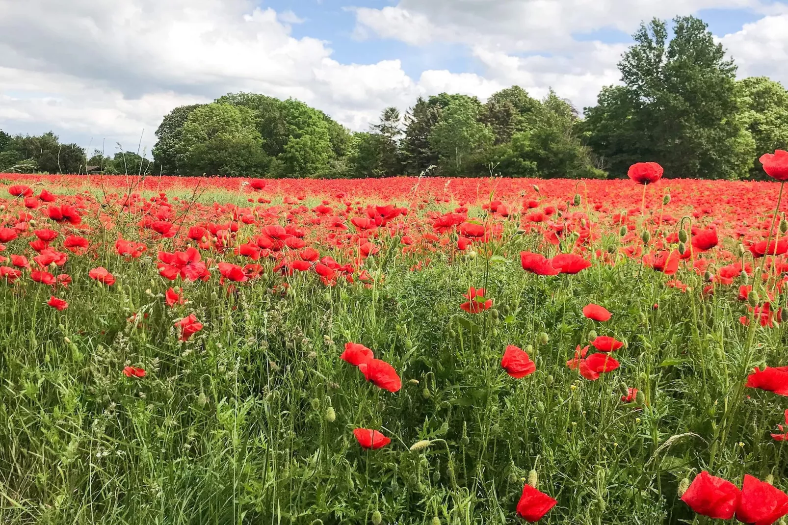 6 persoons vakantie huis in Kirke Hyllinge