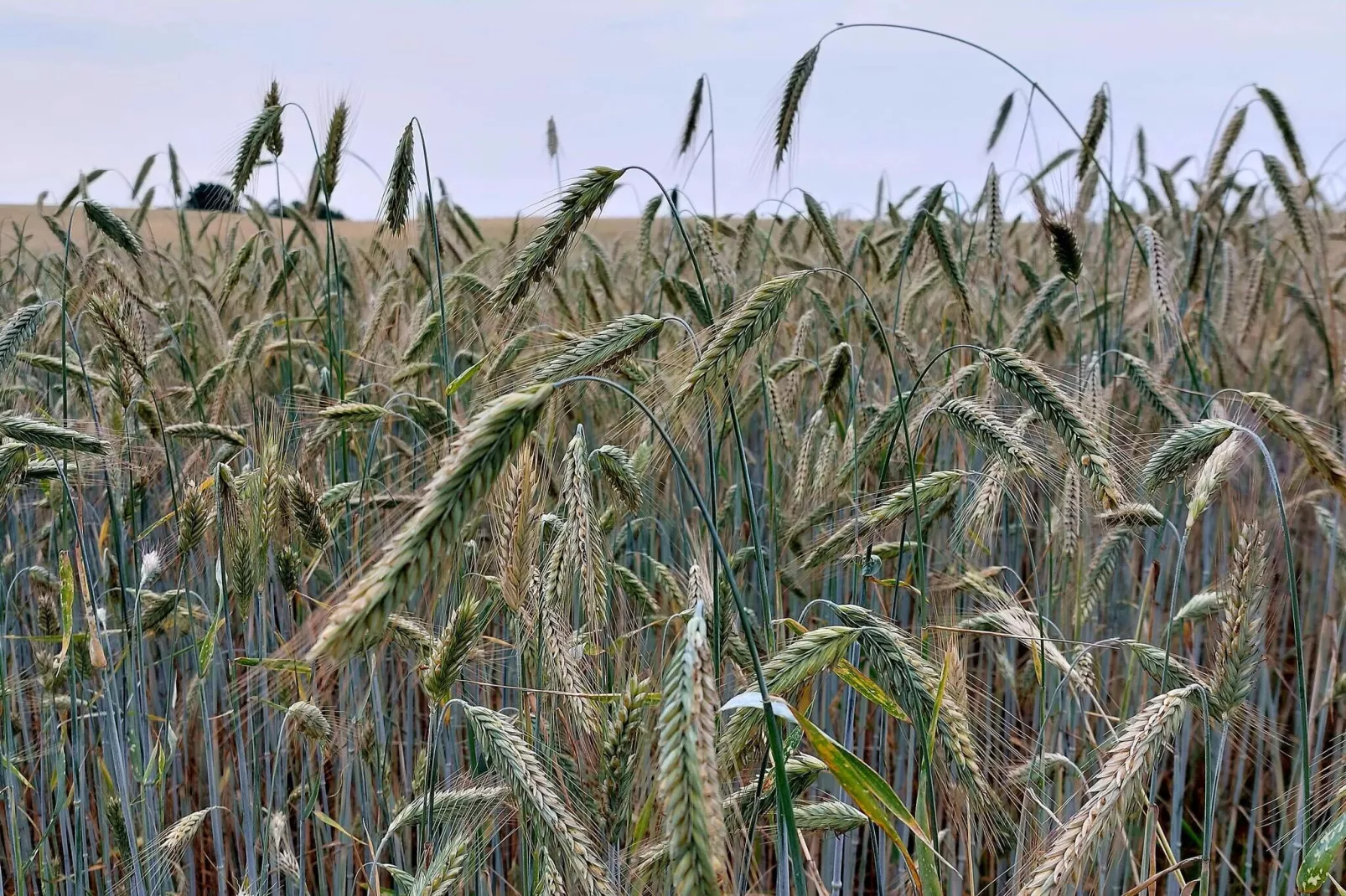 5 persoons vakantie huis in Frørup-By Traum-Niet-getagd