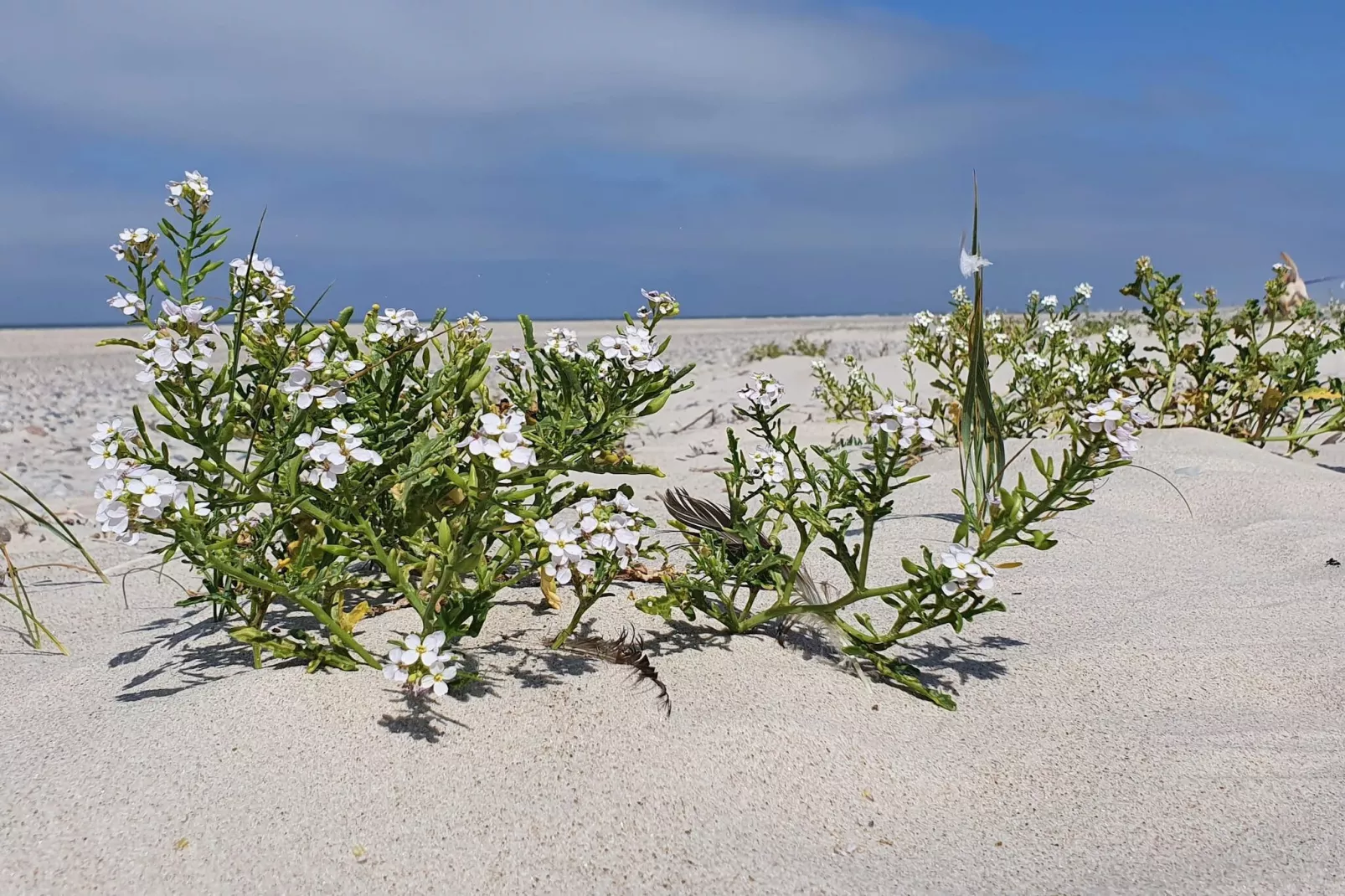 6 persoons vakantie huis in Henne-By Traum-Niet-getagd