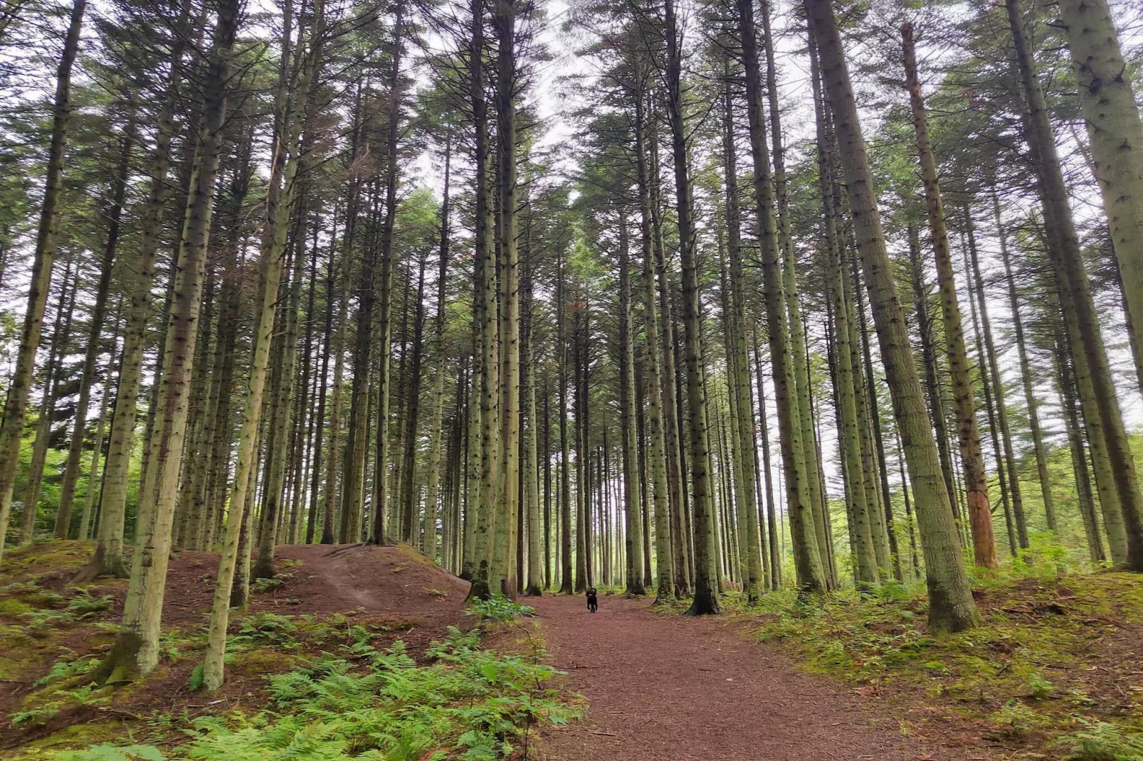 6 persoons vakantie huis in Pandrup