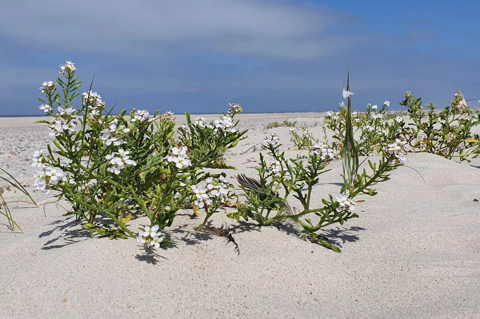 8 persoons vakantie huis in Nørre Nebel-By Traum