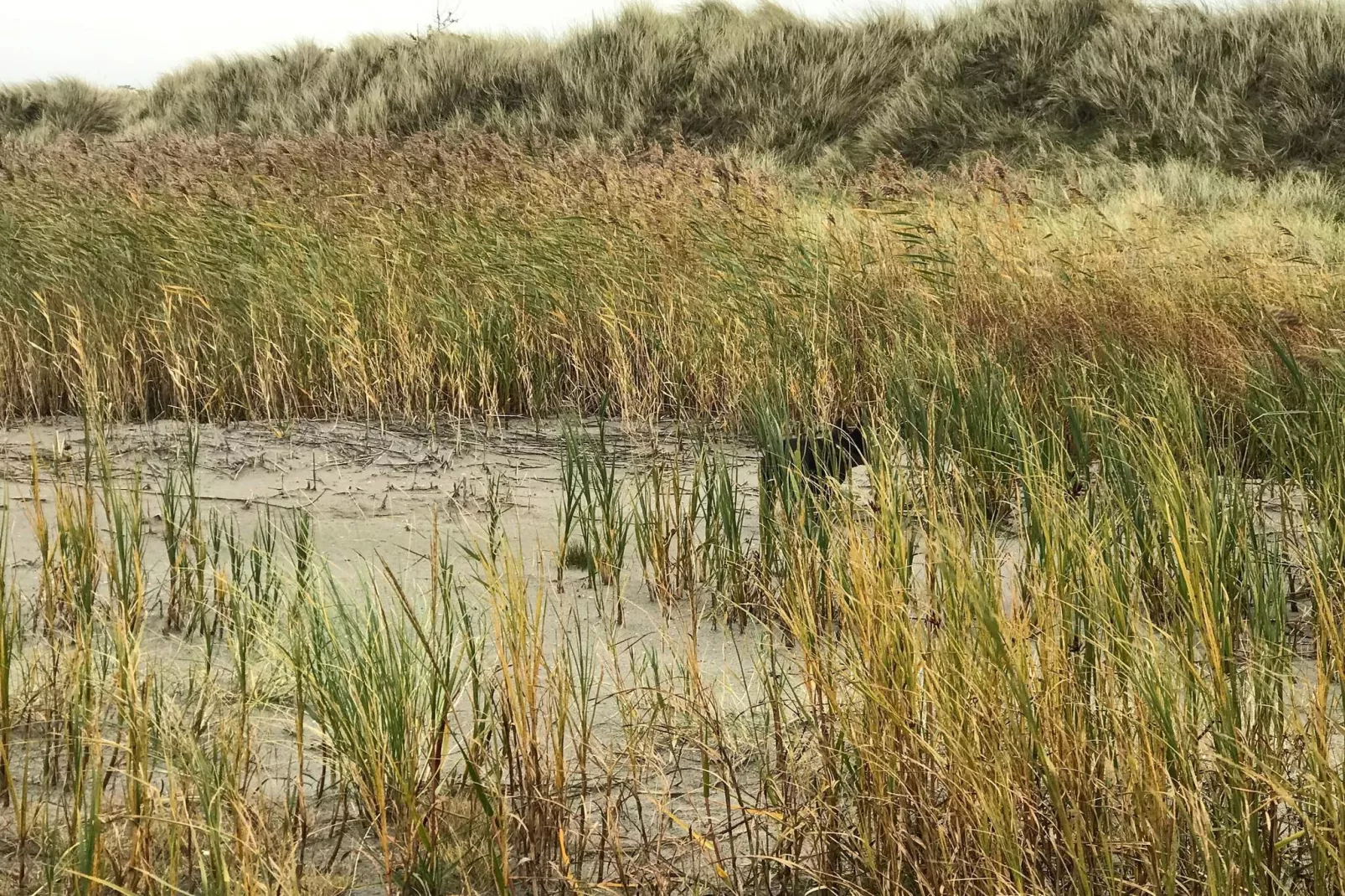 6 persoons vakantie huis in Læsø-By Traum-Niet-getagd