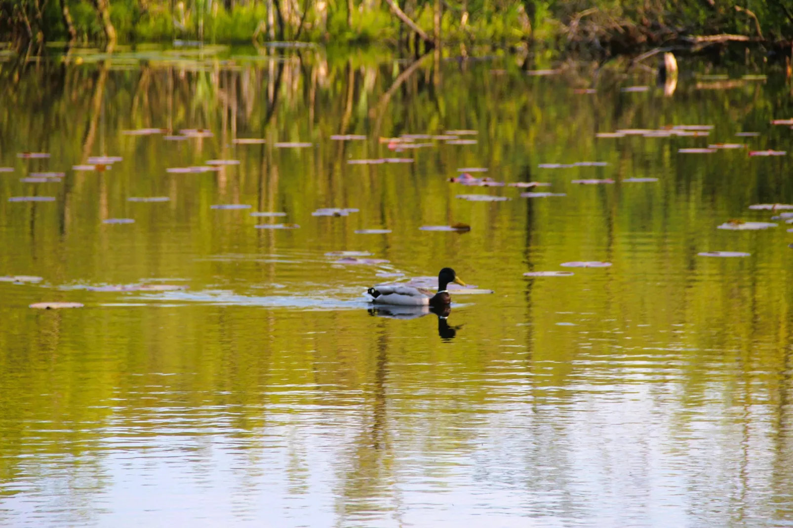 Holiday accomodations Kolczewo Nr 4 i 4a-Gebieden zomer 1km
