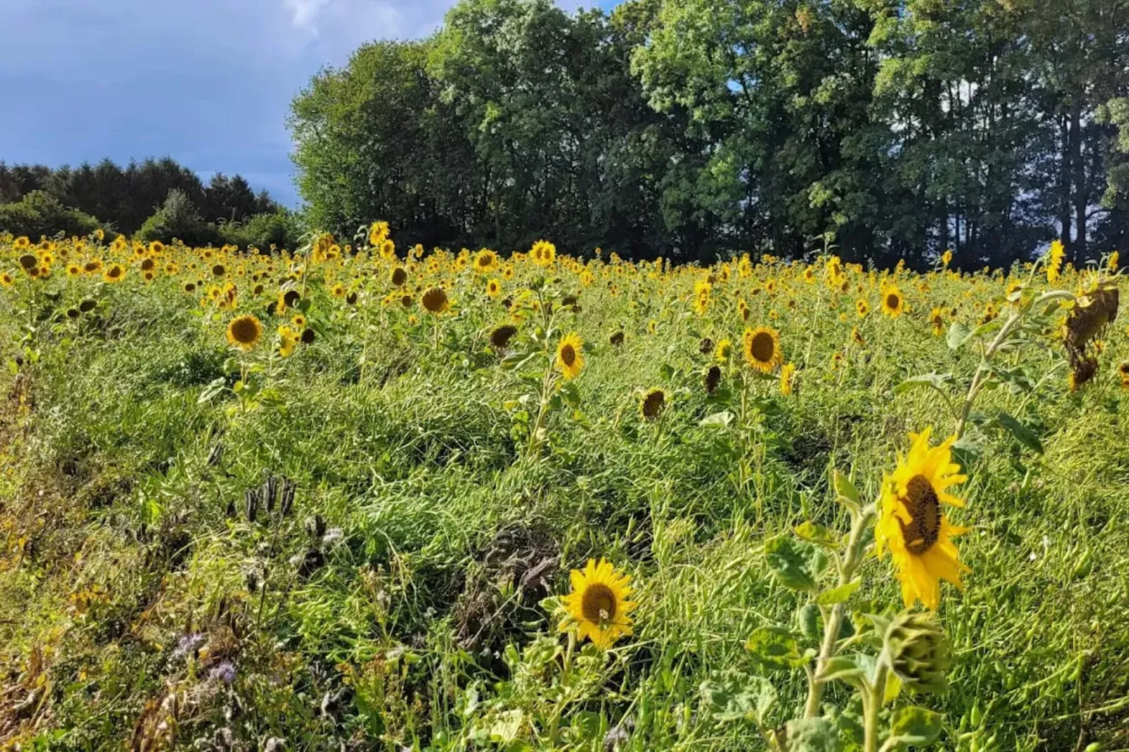 5 persoons vakantie huis in Hesselager-By Traum-Niet-getagd