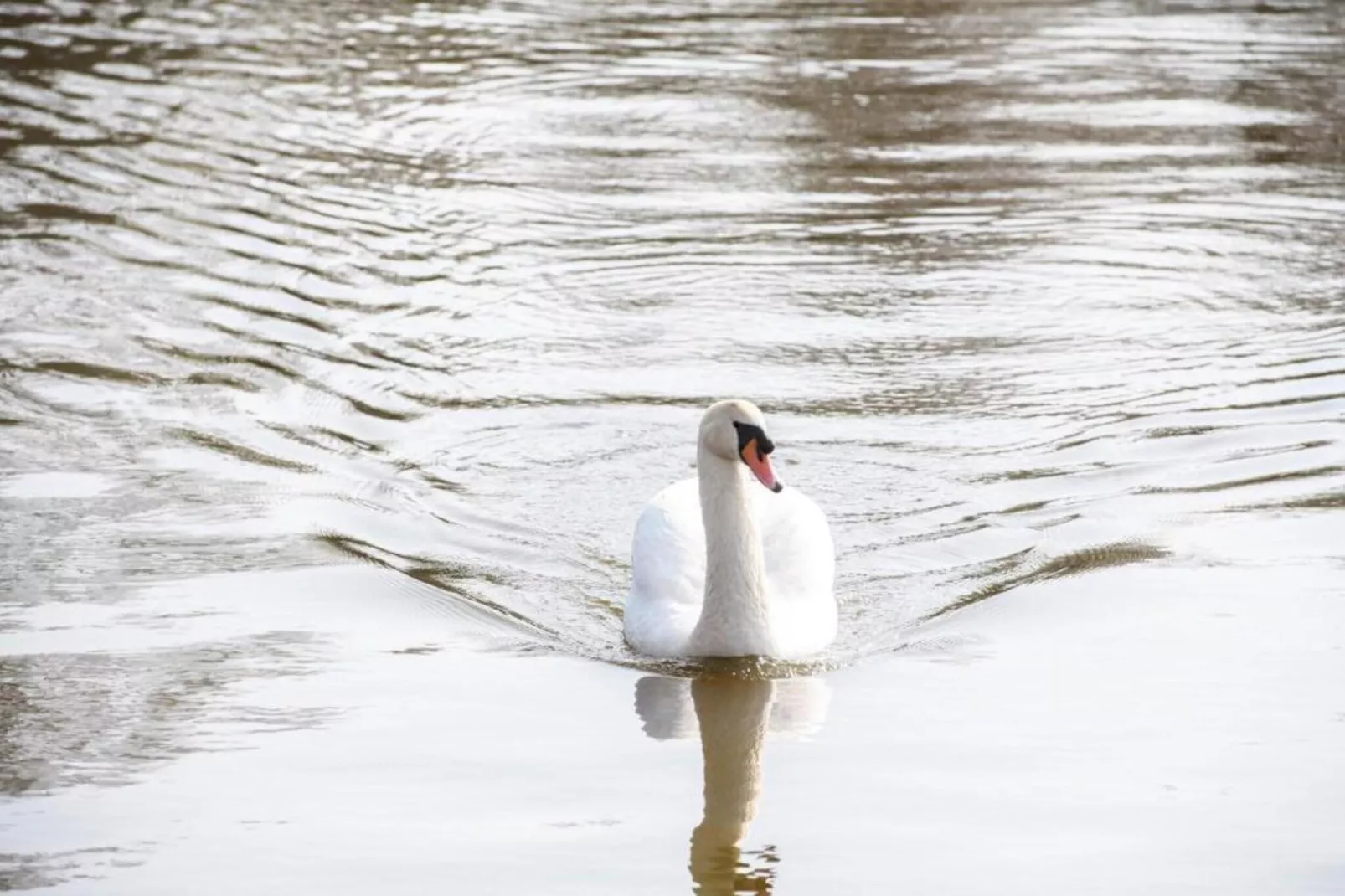 MarinaPark Nieuw Loosdrecht 2-Gebieden zomer 20km
