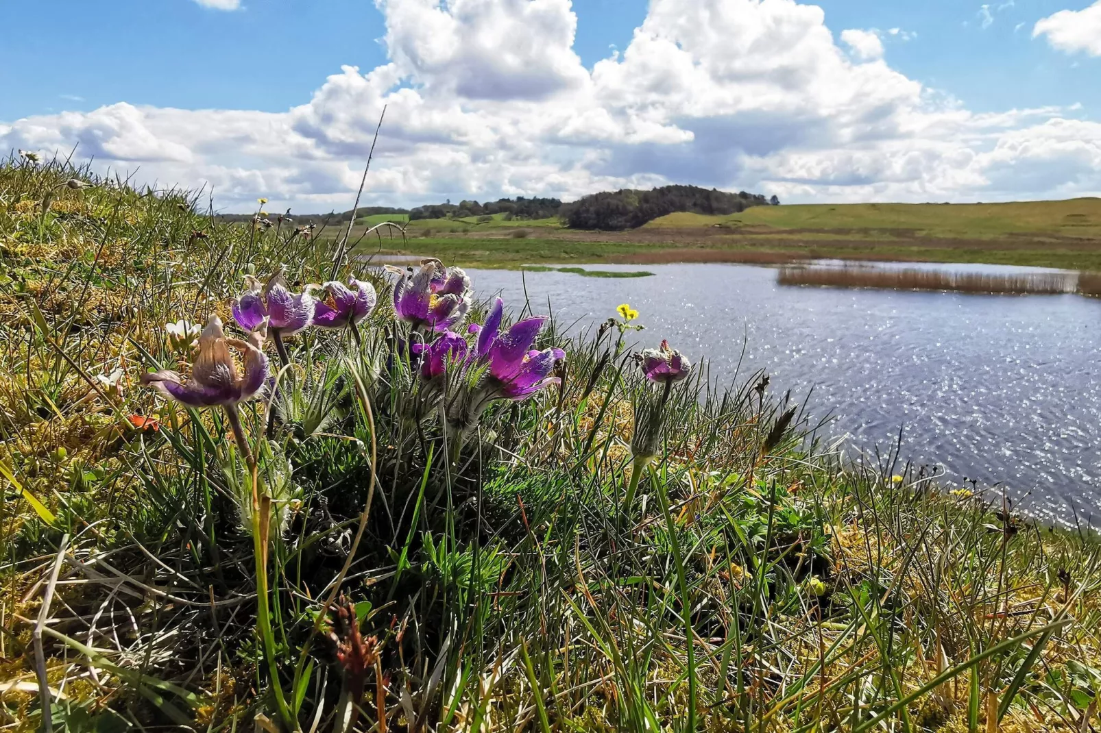 4 sterren vakantie huis in Gedsted-By Traum-Waterzicht