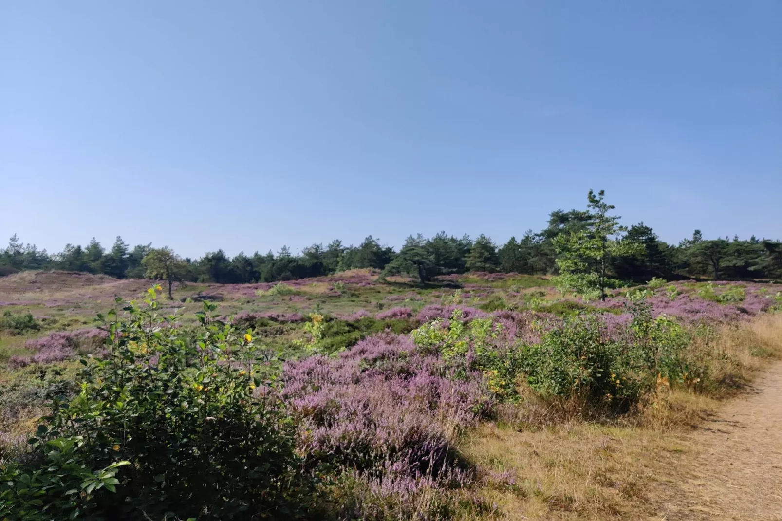 5 sterren vakantie huis in Rømø-Niet-getagd