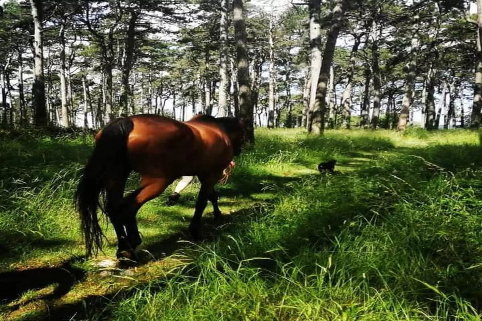 Apartment Mirna with Pool and Lovely Garden-Gebieden zomer 20km