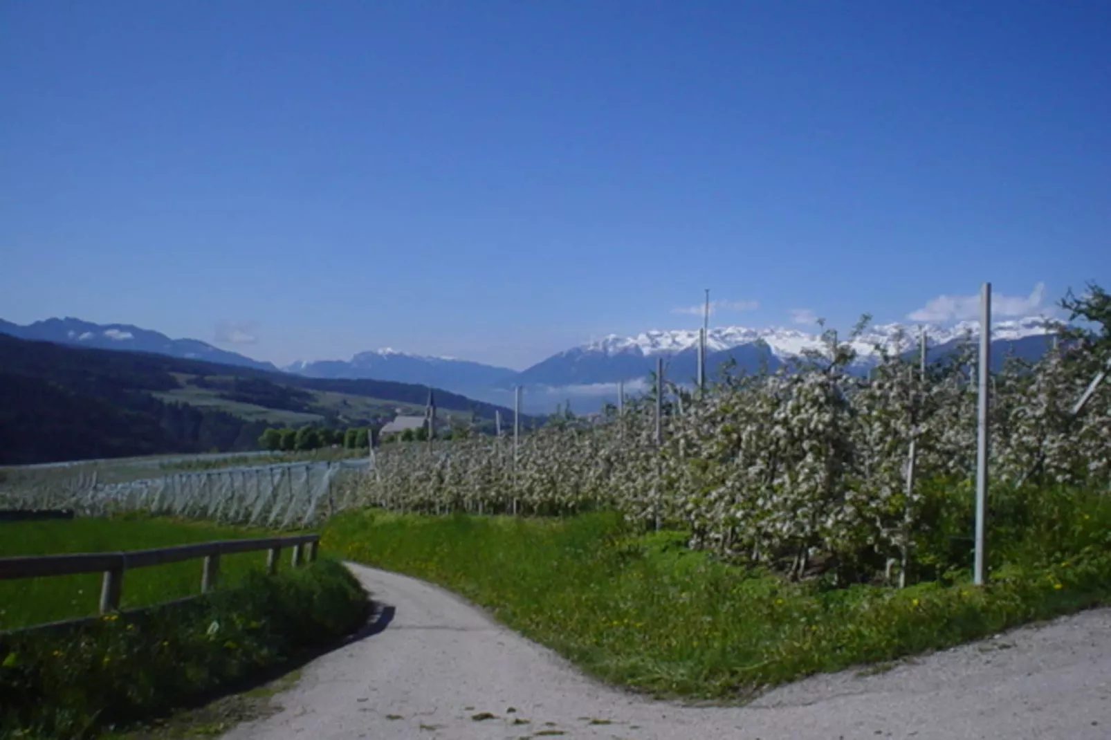 Pink Lady-Uitzicht zomer