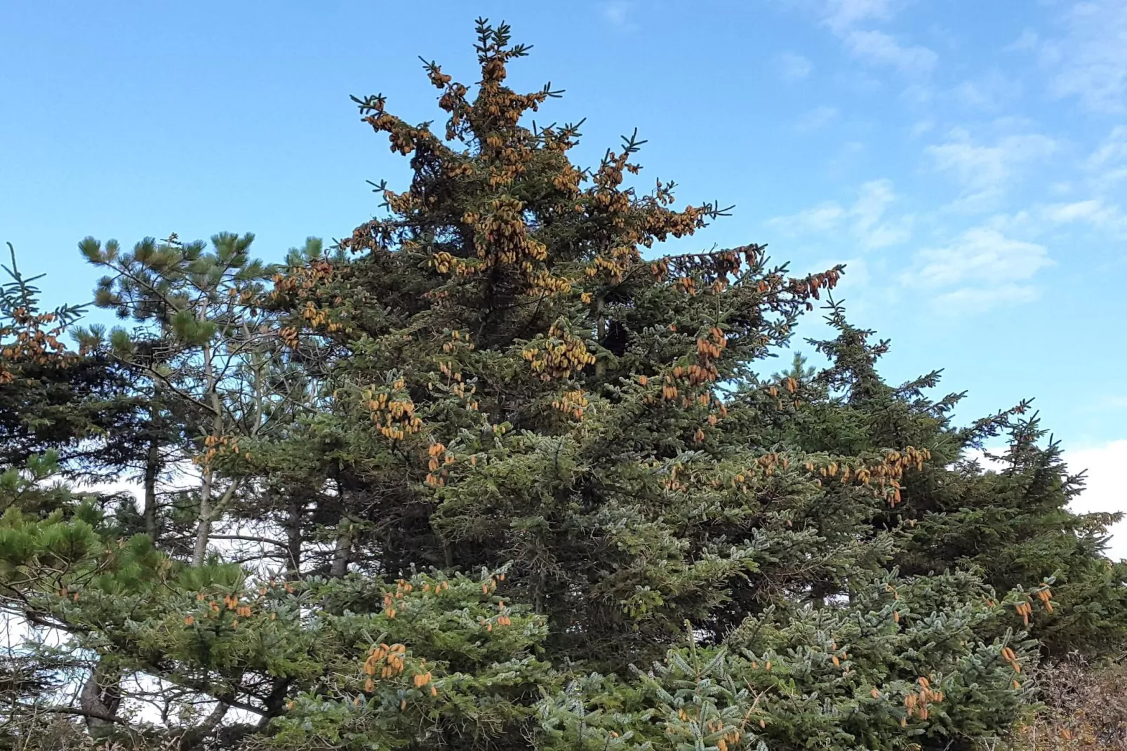 Luxe oase in Blavand-By Traum