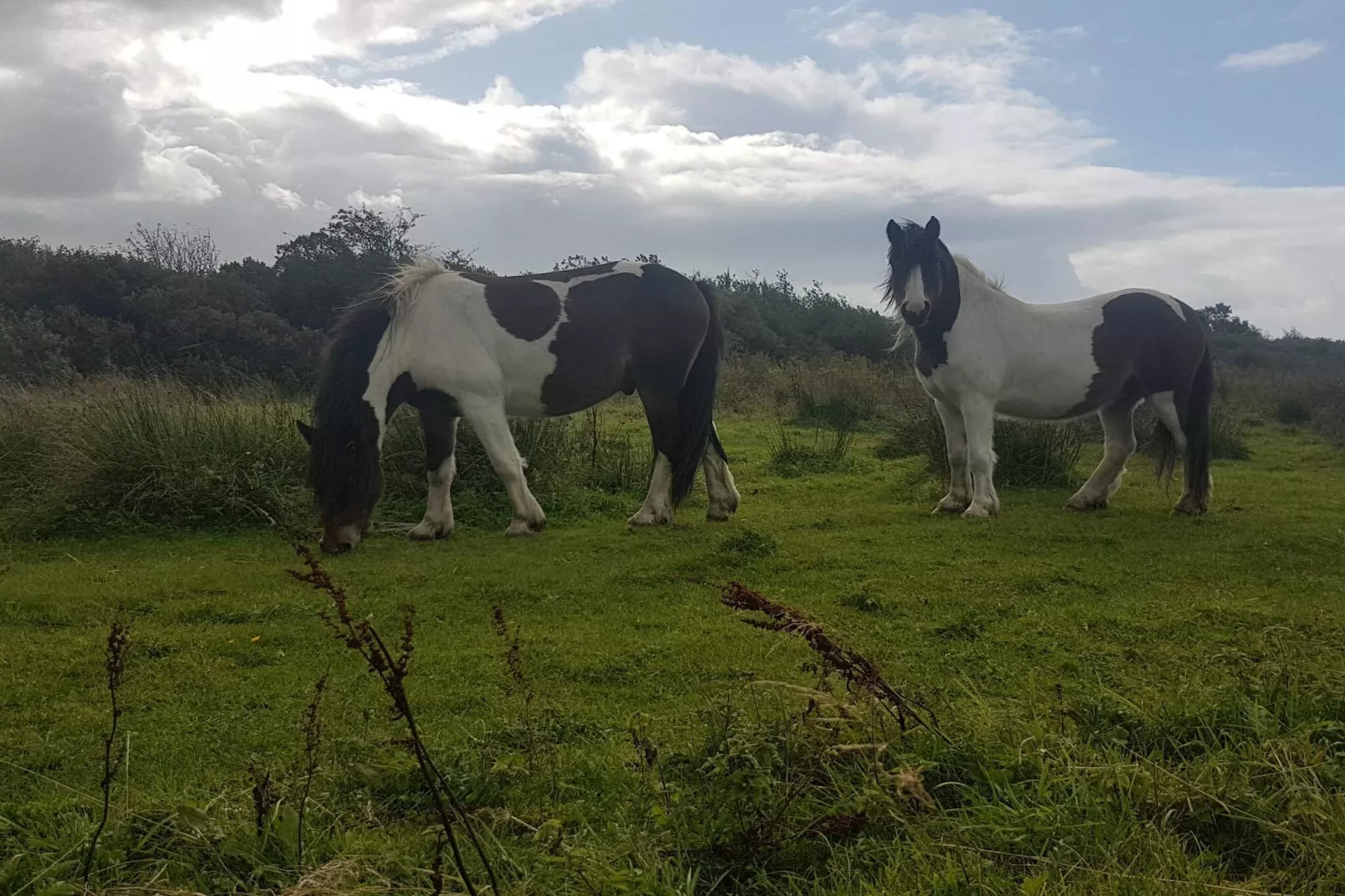 6 persoons vakantie huis in Fjerritslev