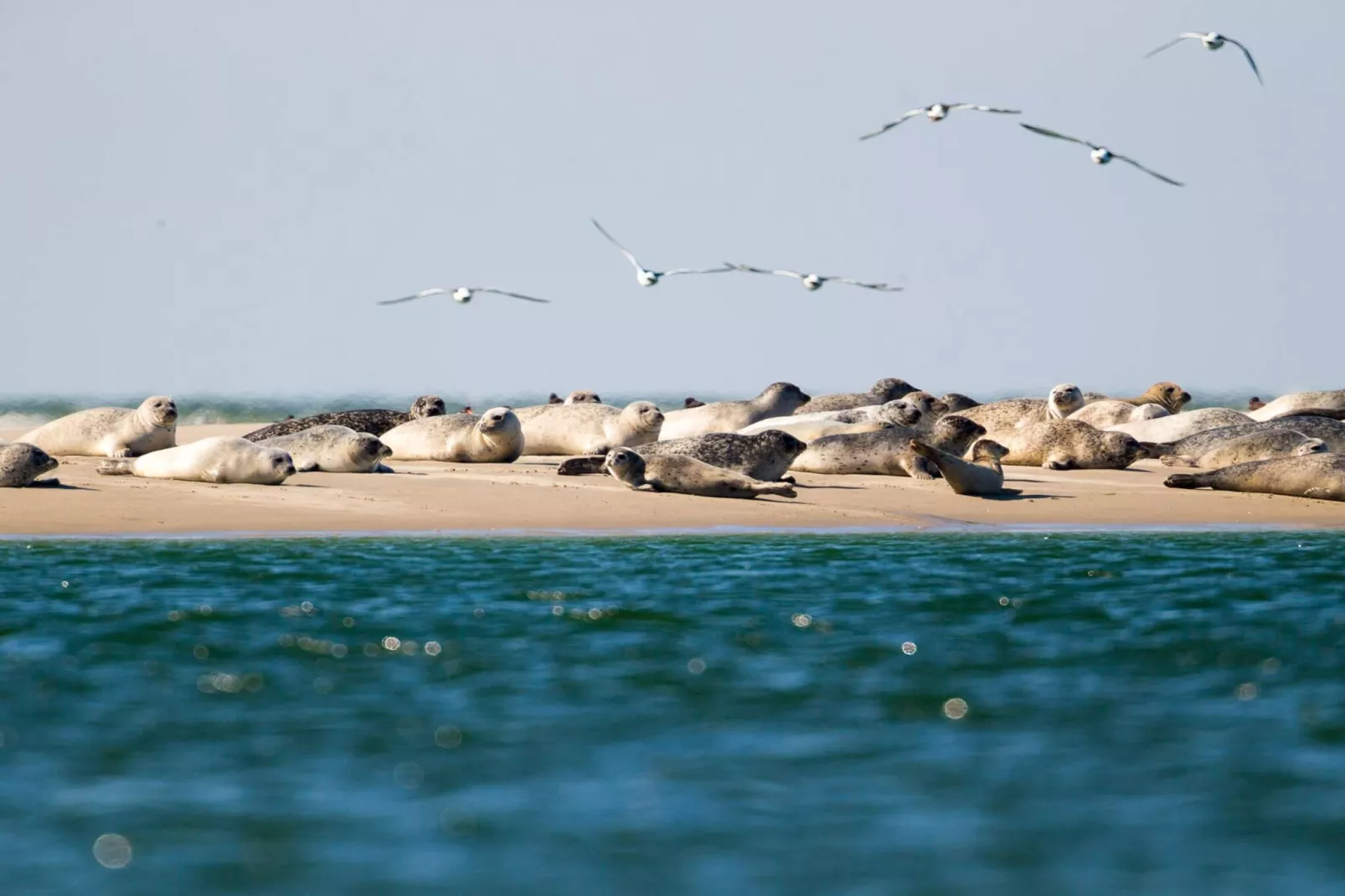 4 persoons vakantie huis in Fanø-By Traum