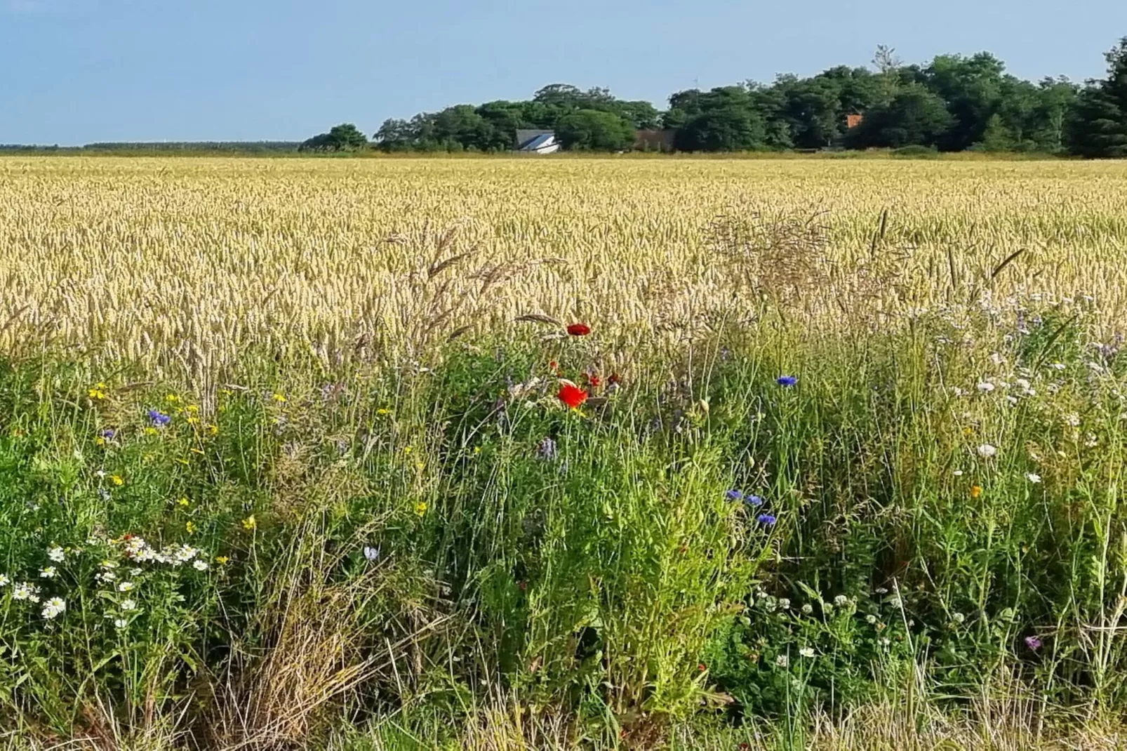 4 persoons vakantie huis in Jerup-By Traum