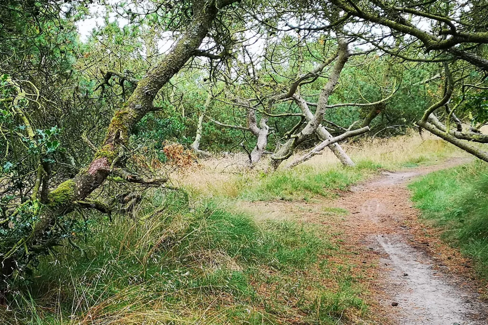 4 persoons vakantie huis in Fanø-By Traum-Niet-getagd