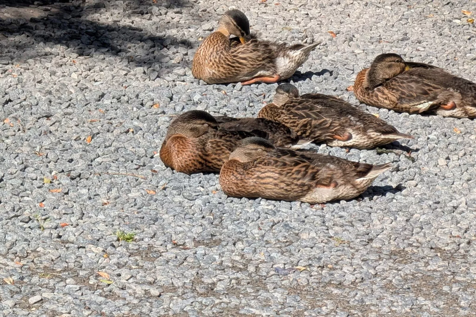12 persoons vakantie huis in Ebeltoft-By Traum