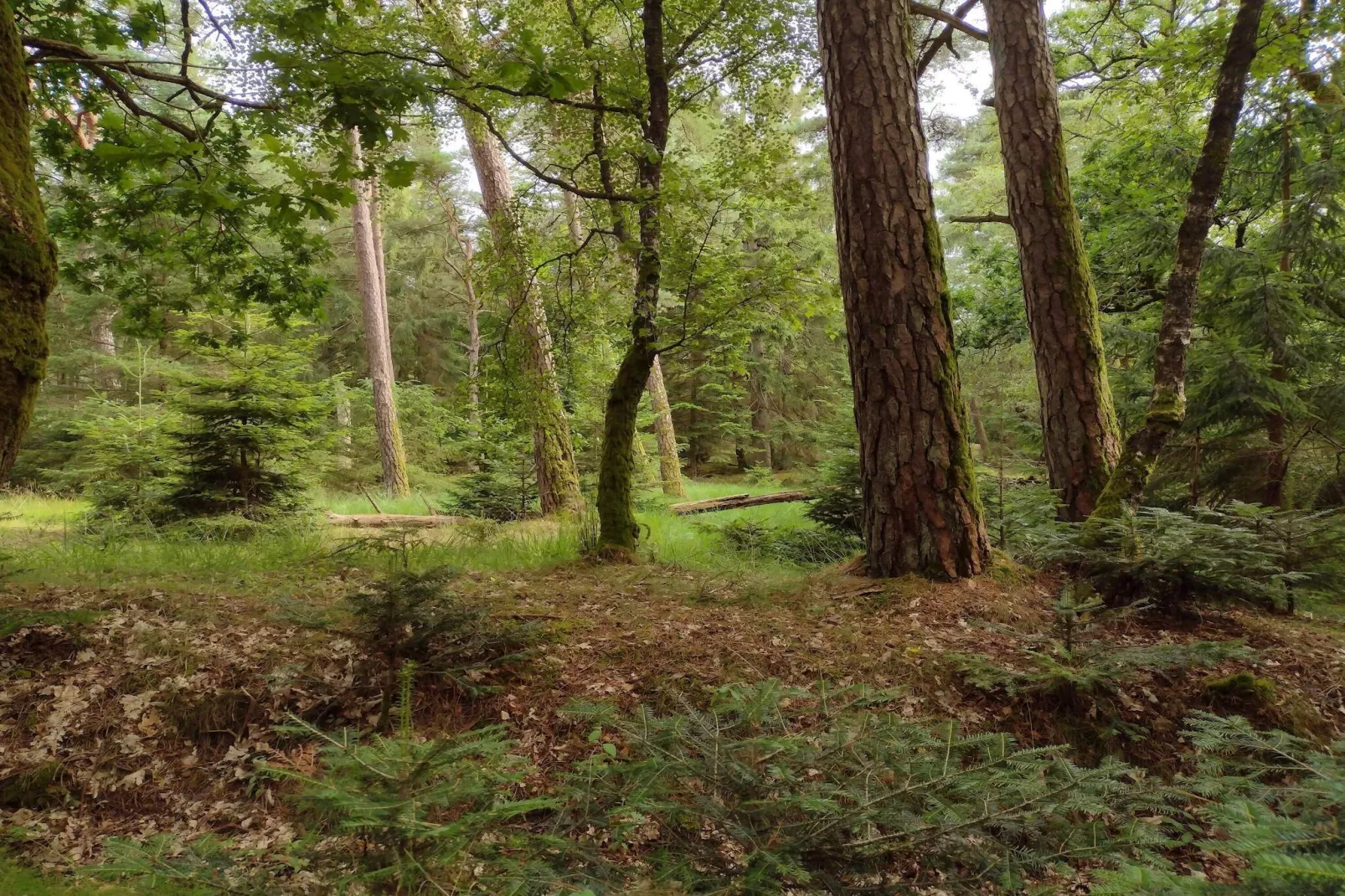 6 persoons vakantie huis in Oksbøl