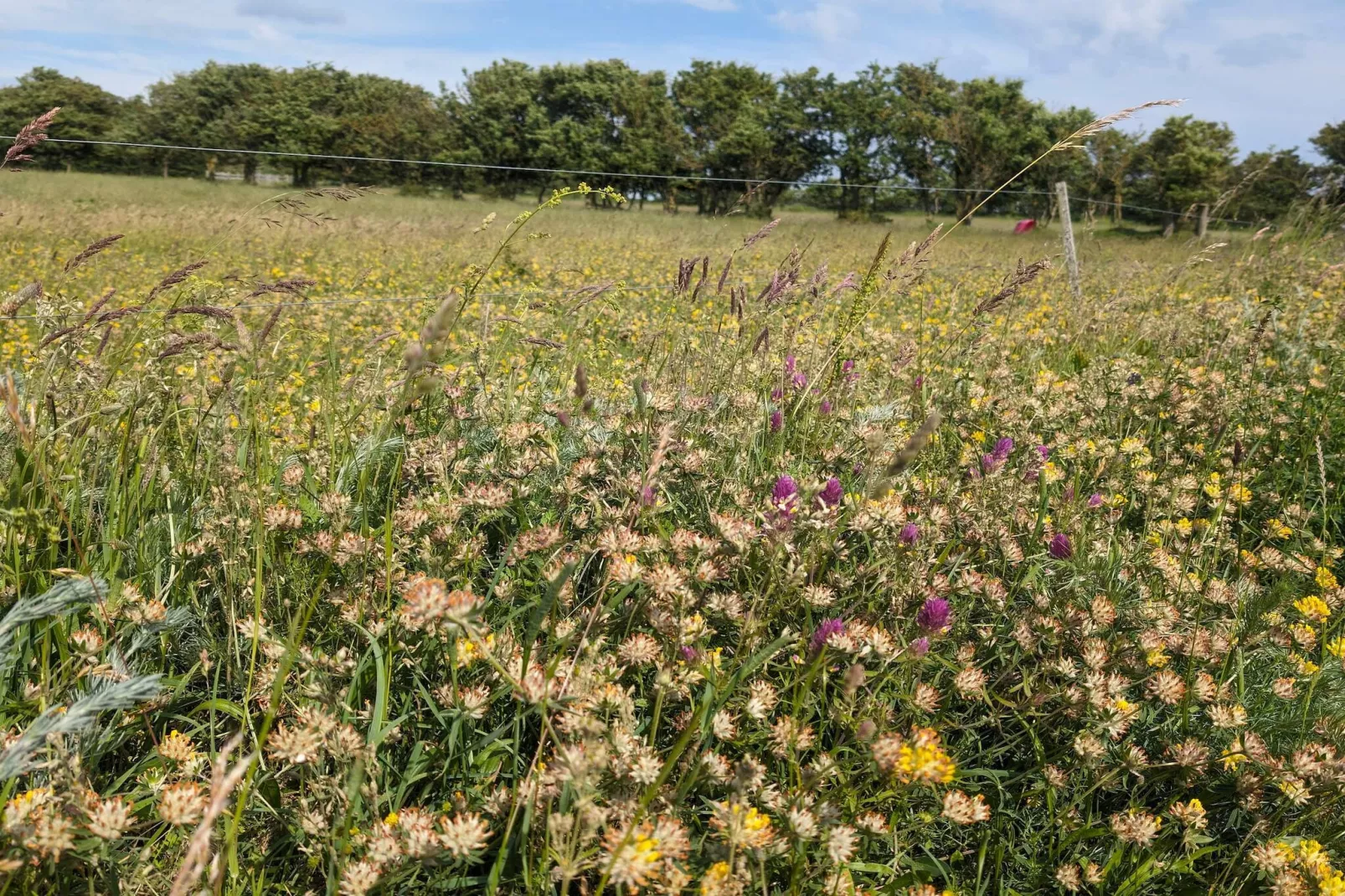 9 persoons vakantie huis in Humble-By Traum