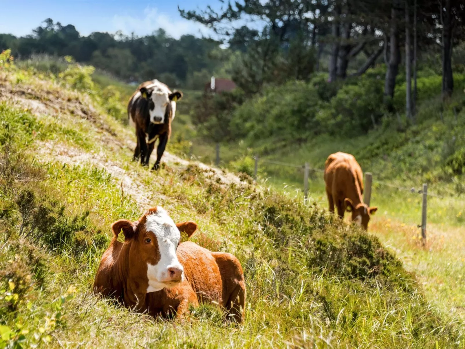 "Lisbeth" - 400m from the sea