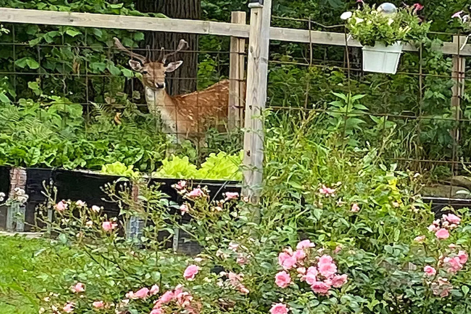 6 persoons vakantie huis in HÄLLEKIS-Buitenlucht