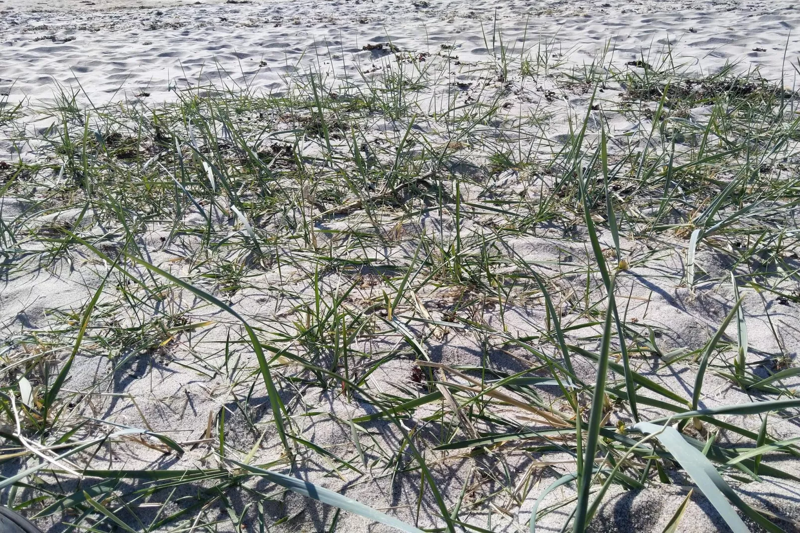 8 Personen vakantie huis in Jægerspris - Niet-getagd