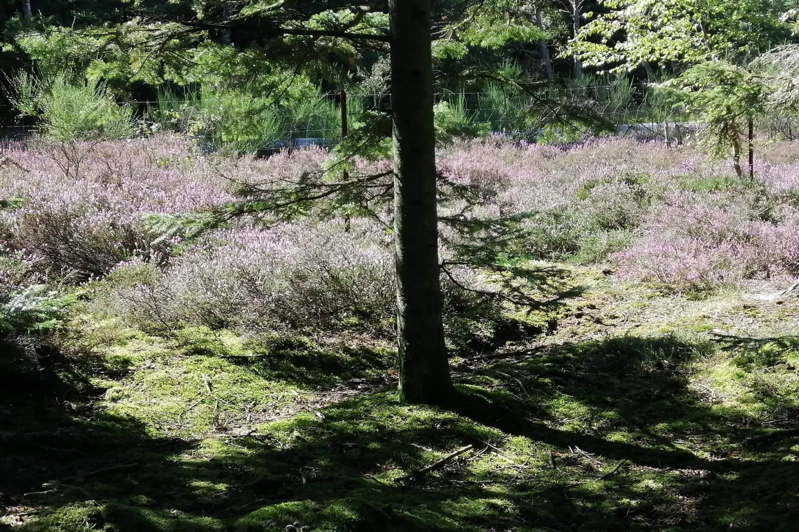 5 sterren vakantie huis in Ålbæk-Niet-getagd