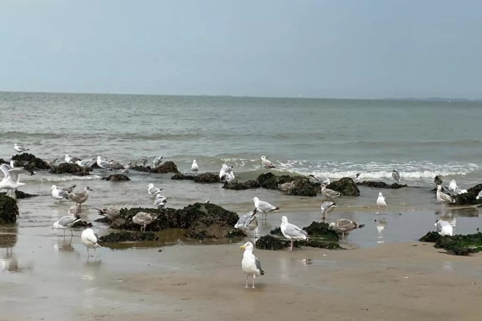 Residence Atlantis-32-Gebieden zomer 1km