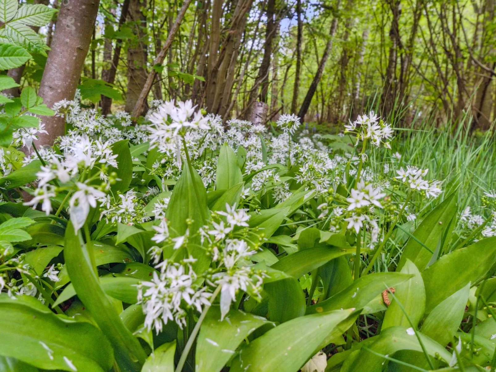 "Andri" - 1.5km from the sea