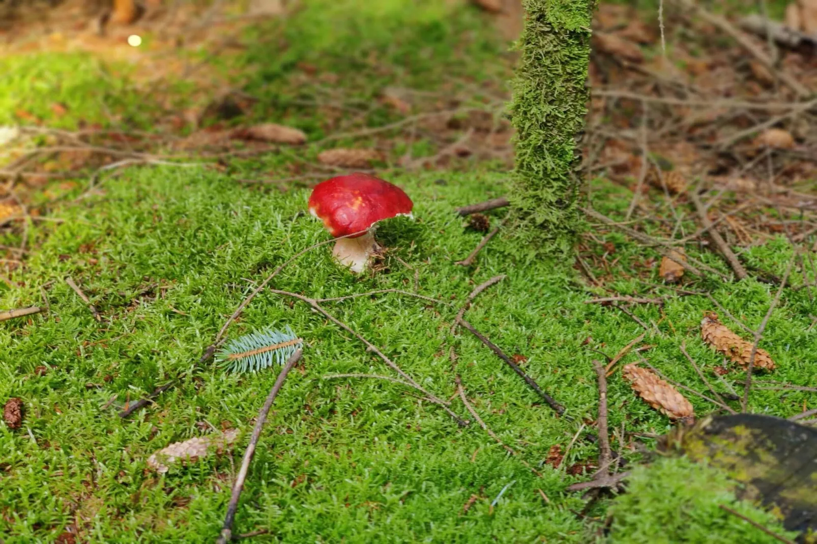 8 persoons vakantie huis in Ålbæk