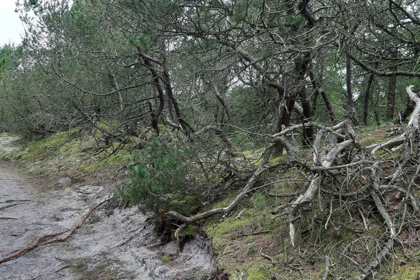 8 persoons vakantie huis in Nørre Nebel