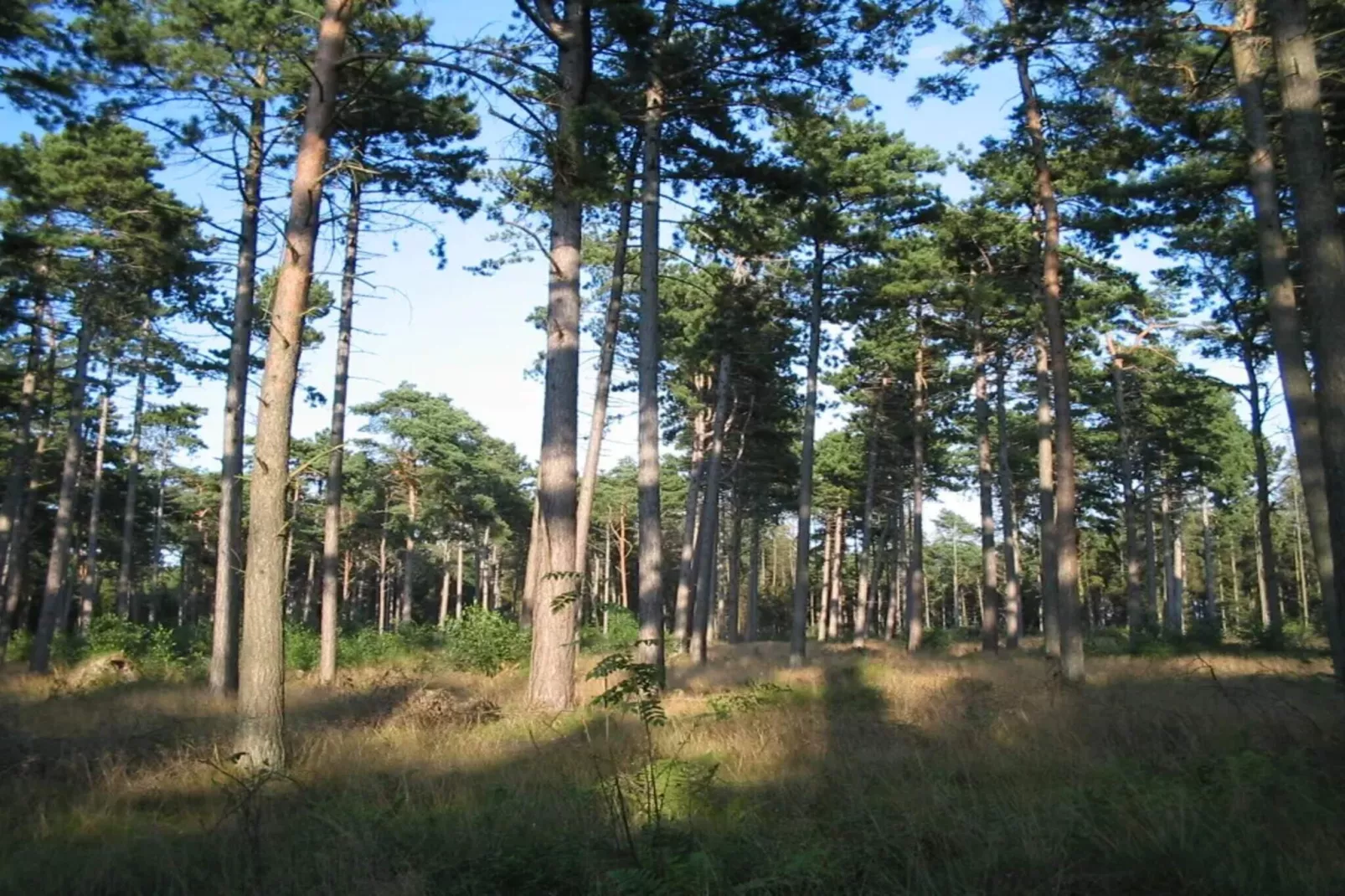 11 persoons vakantie huis in Væggerløse-By Traum