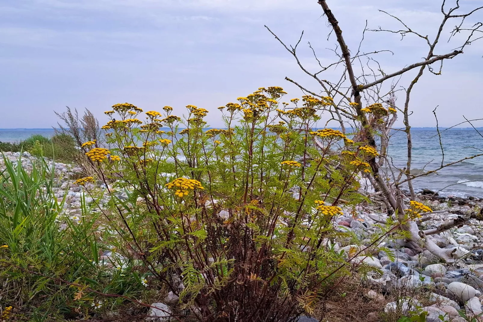 10 persoons vakantie huis in Haderslev-By Traum