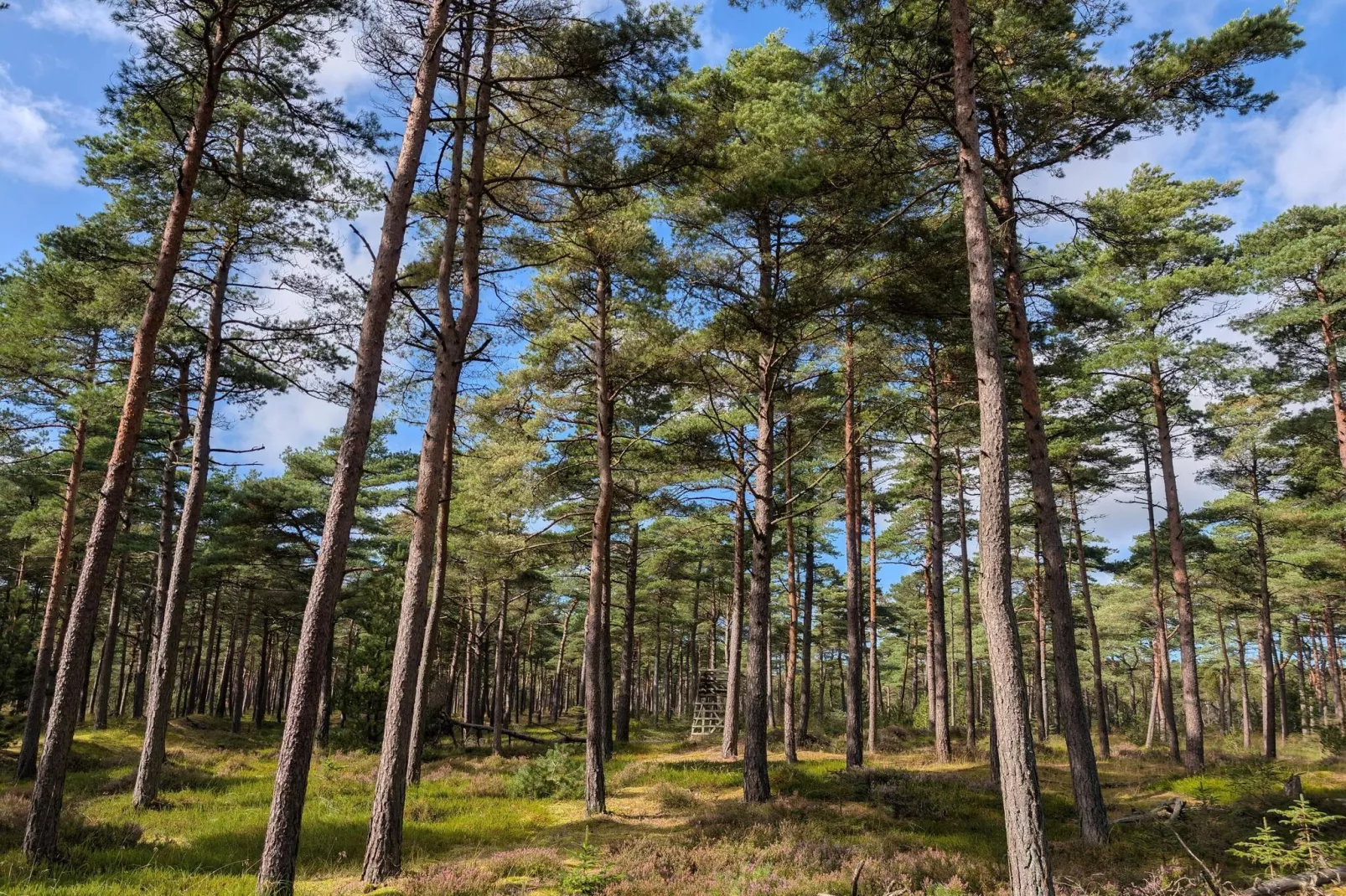 6 persoons vakantie huis in Oksbøl-Niet-getagd