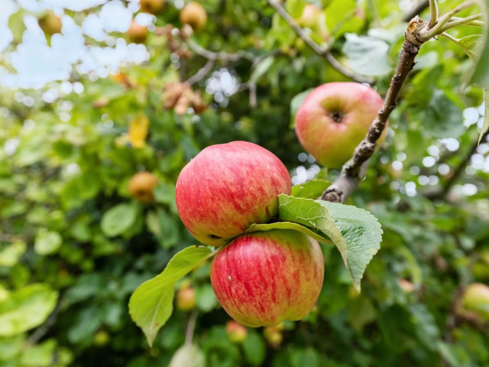 "Voitto" - 150m from the sea