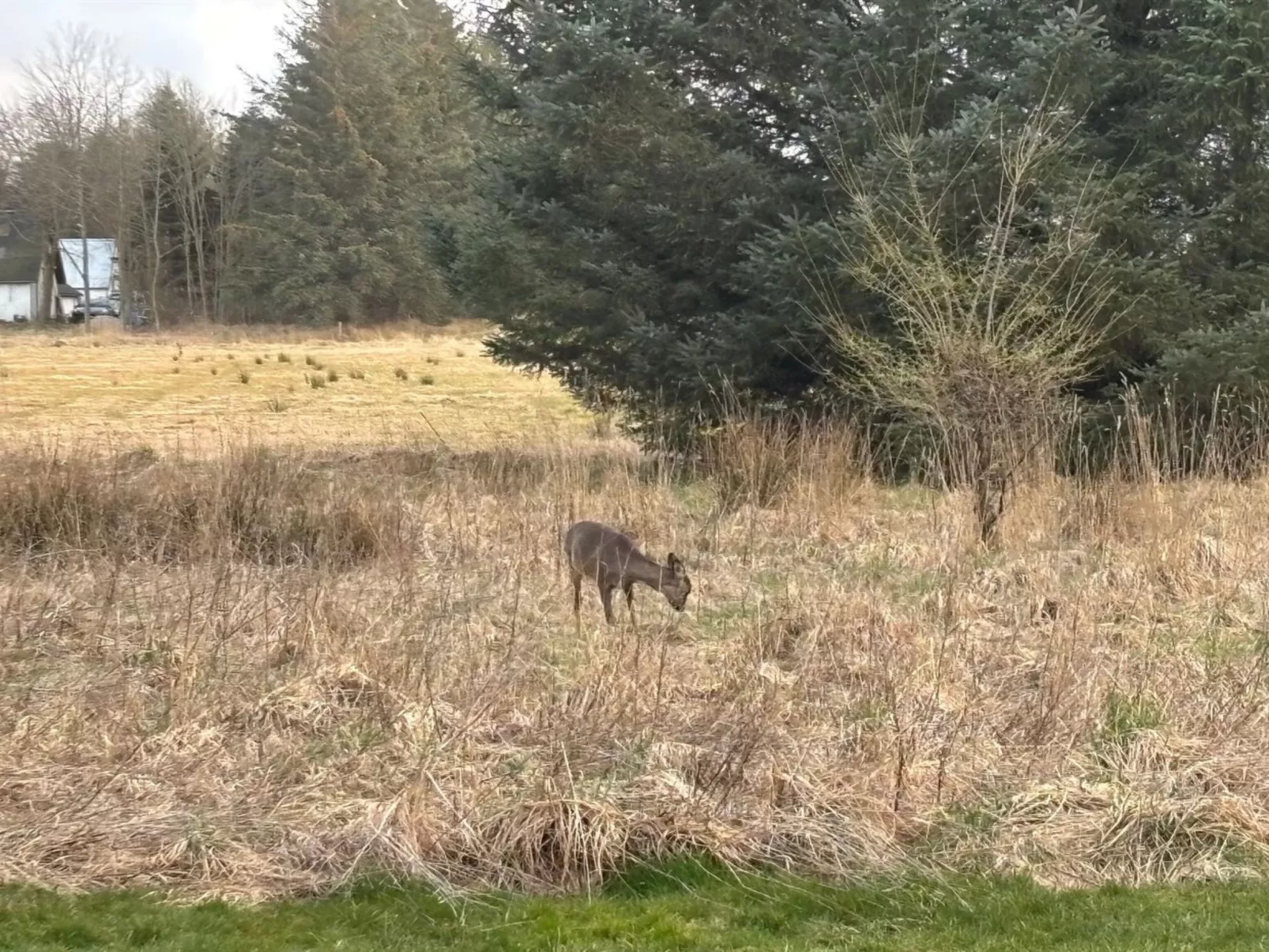 "Marla" - 1.1km from the sea