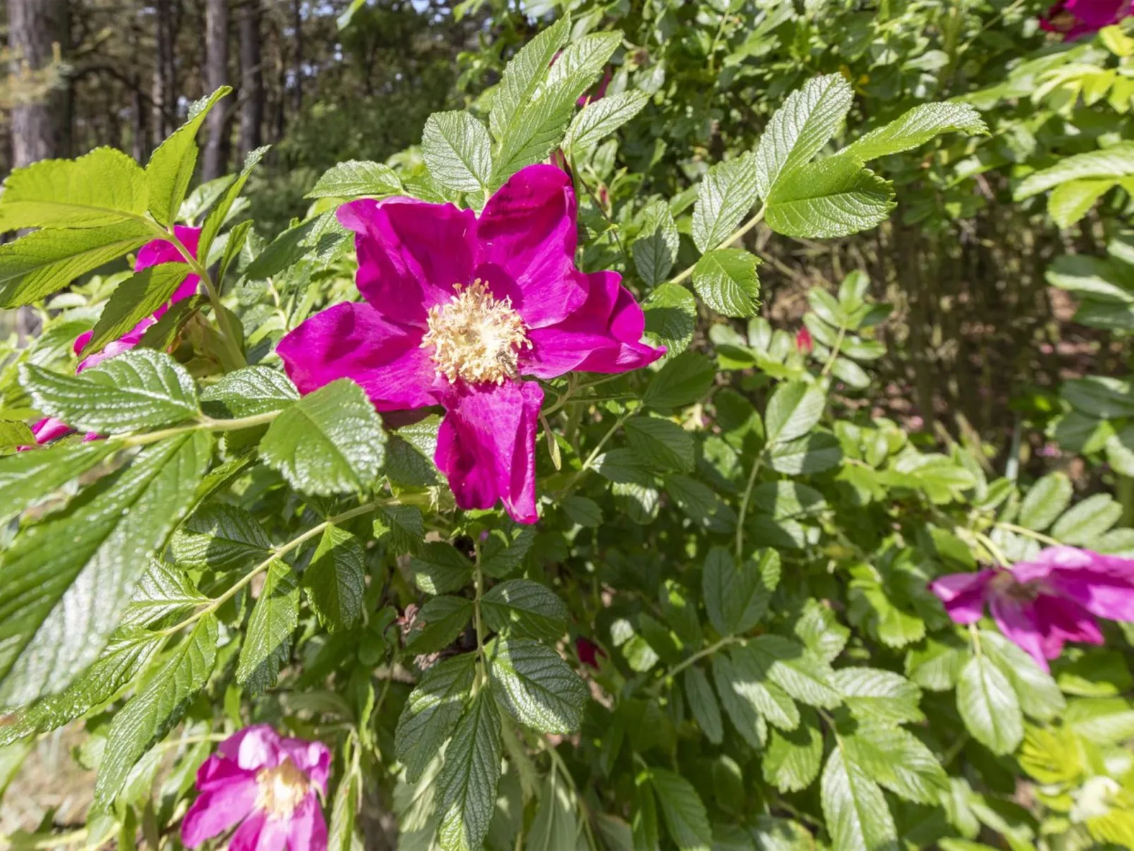 "Friis" - 200m from the sea-Buiten