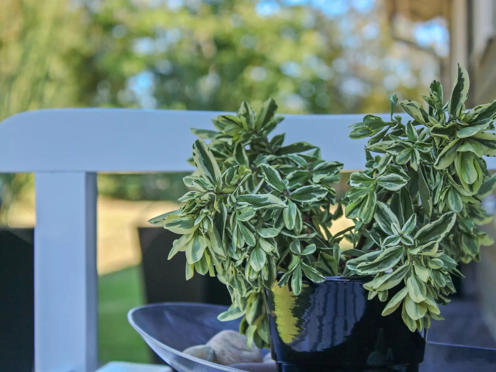 "Swavi" -  from the sea