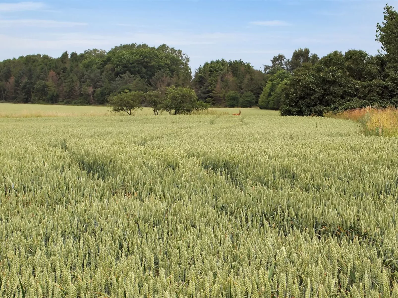 "Jeip" - 400m to the fjord